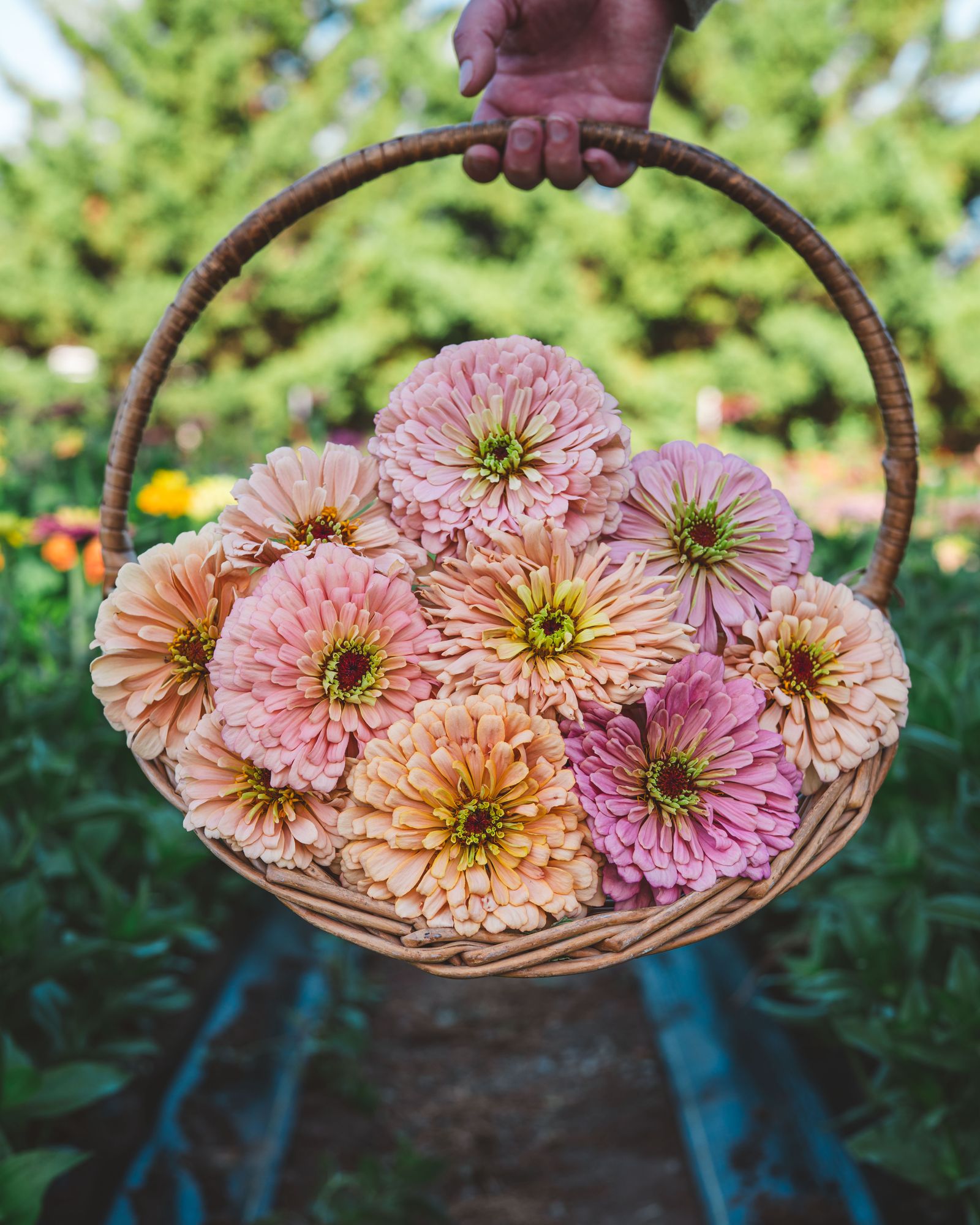 ZINNIA elegans Ballerina