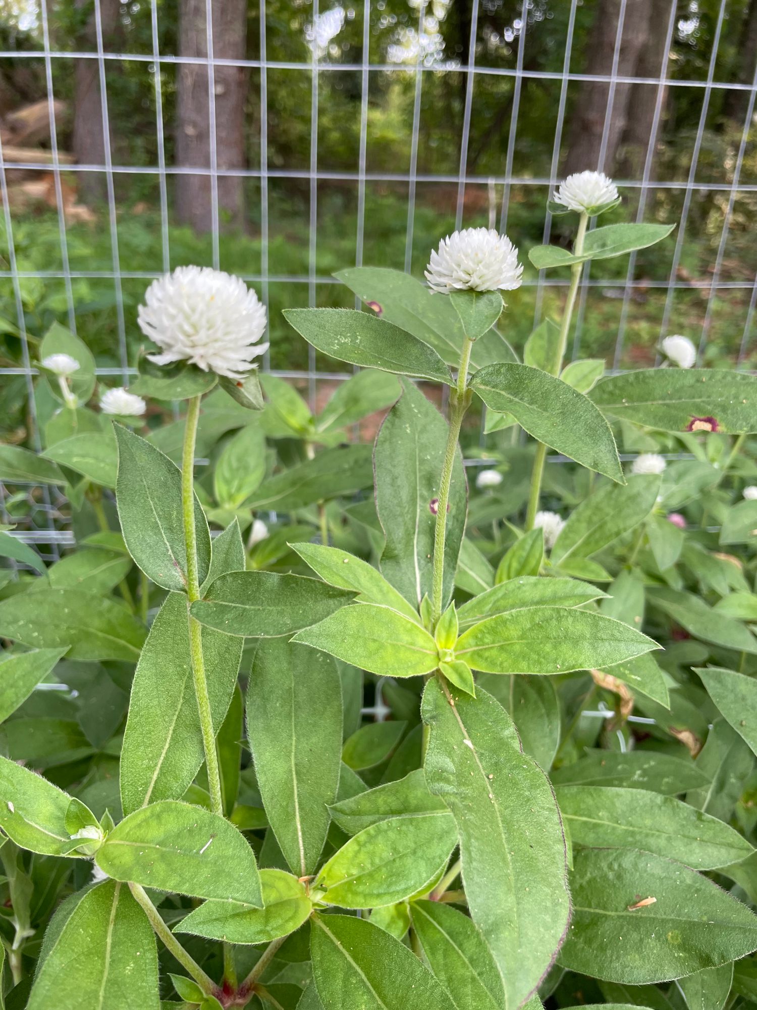 GOMPHRENA globosa