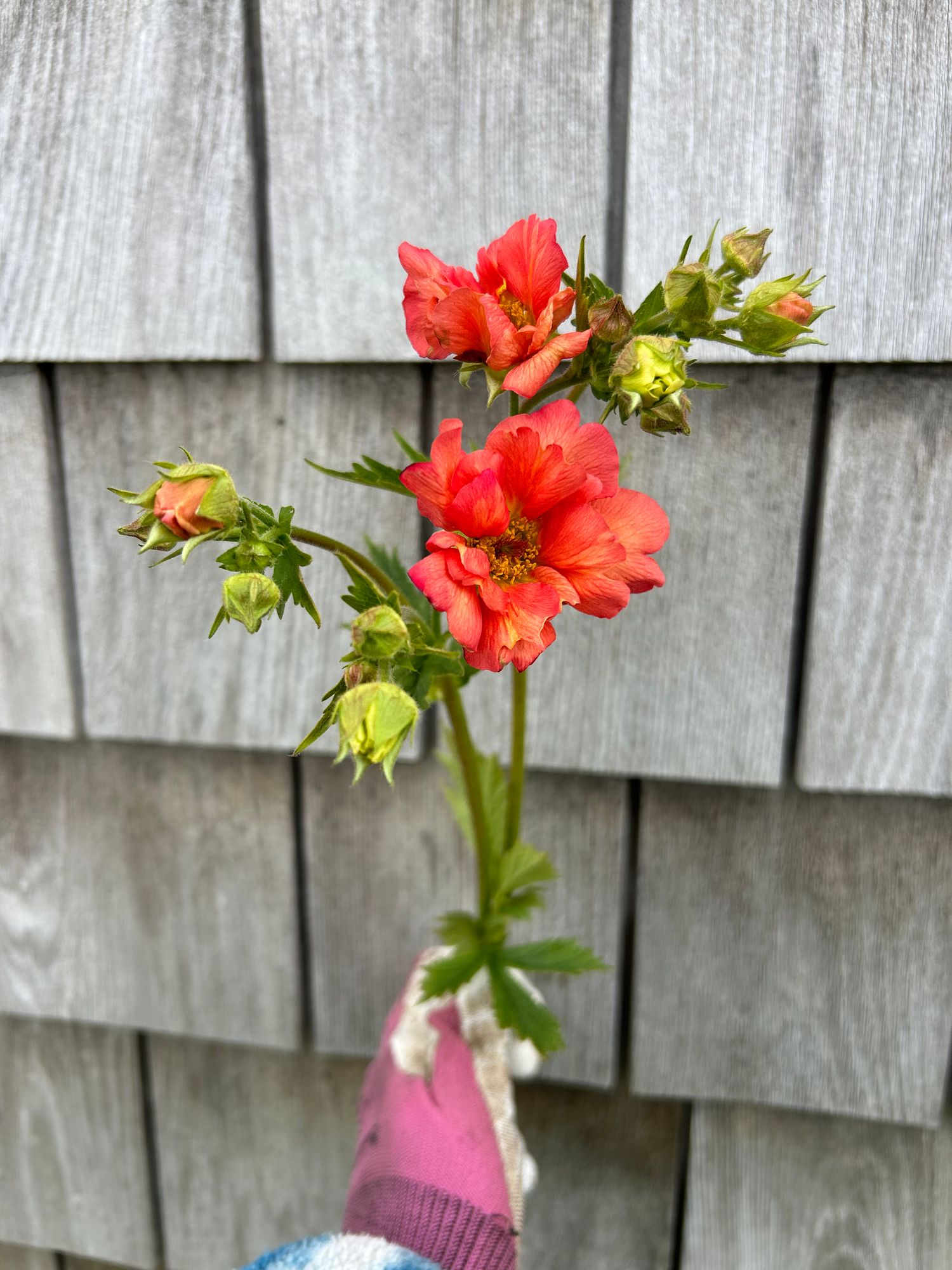 GEUM x Tempest Coral