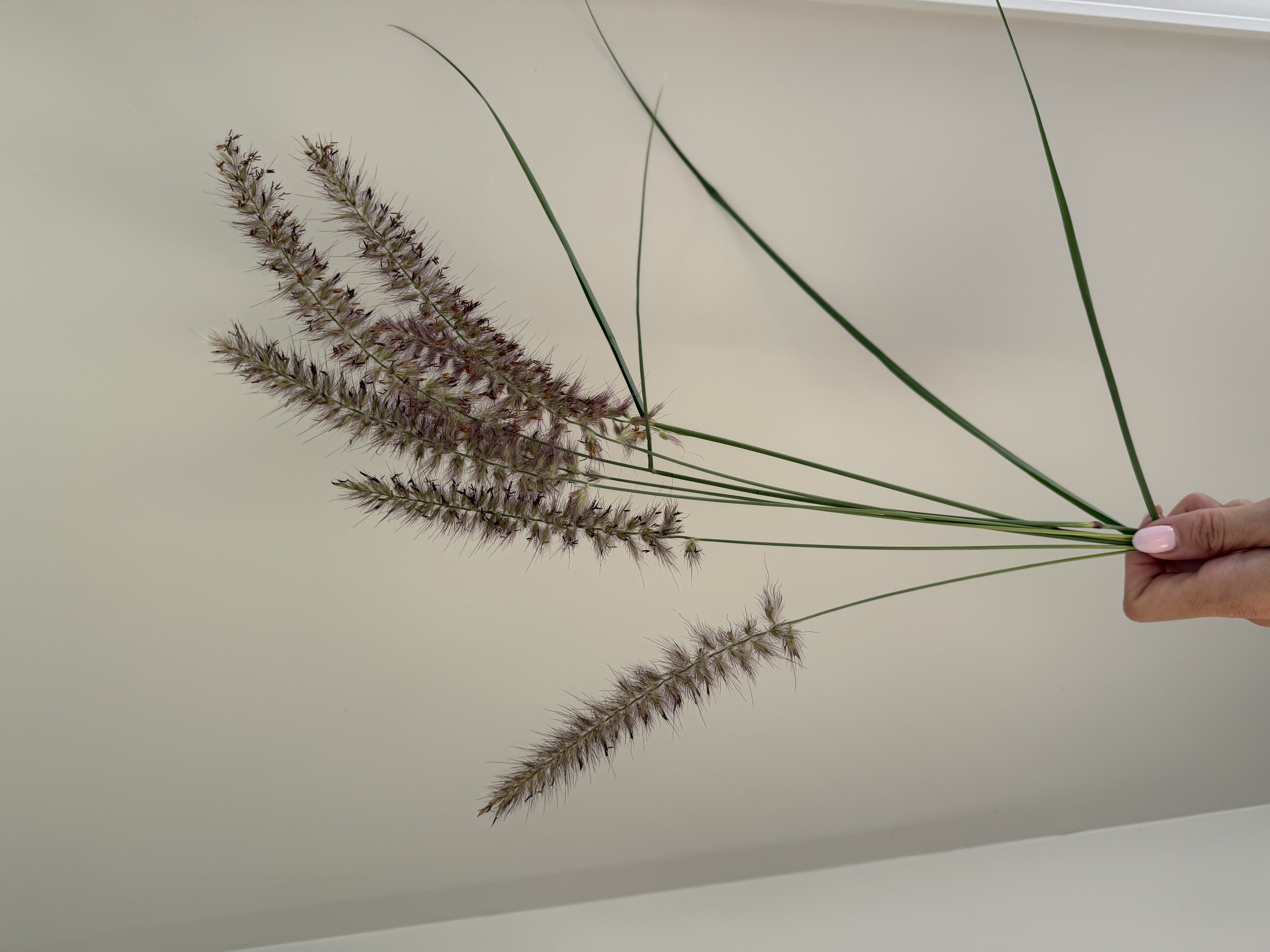 PENNISETUM alopecuroides