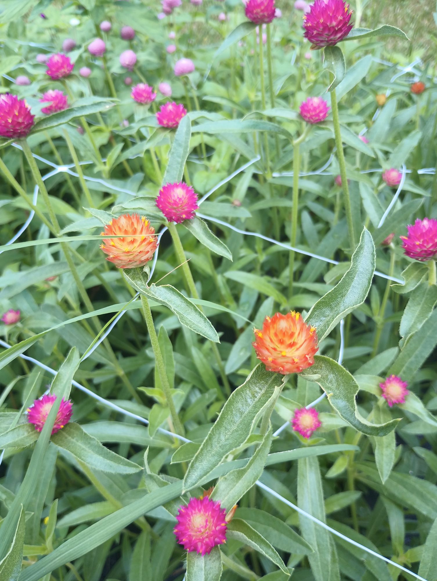 GOMPHRENA haageana
