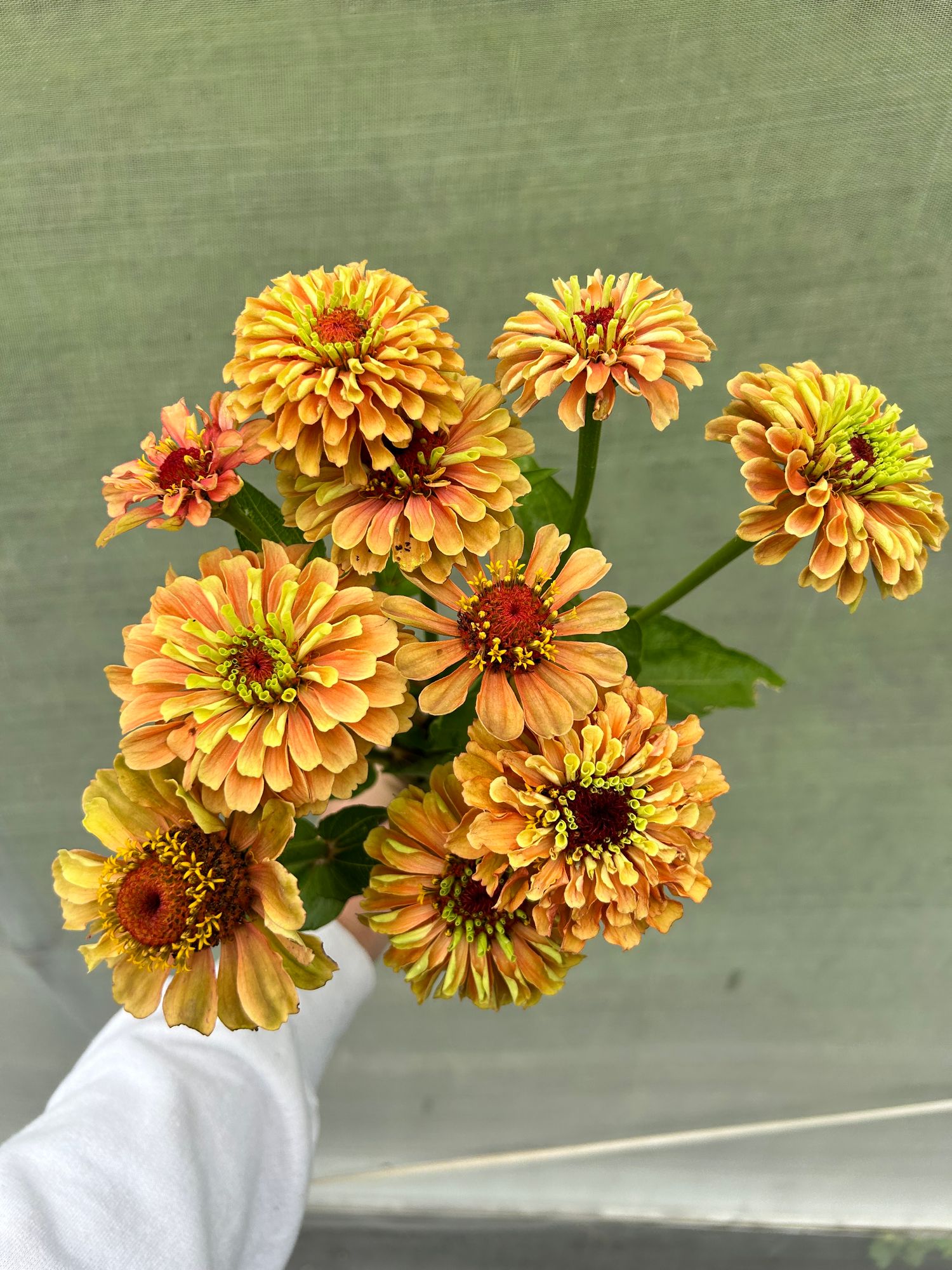 ZINNIA elegans Queen Lime Orange