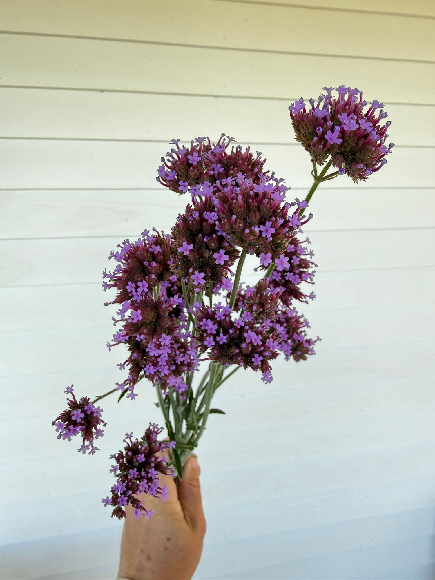 VERBENA bonariensis