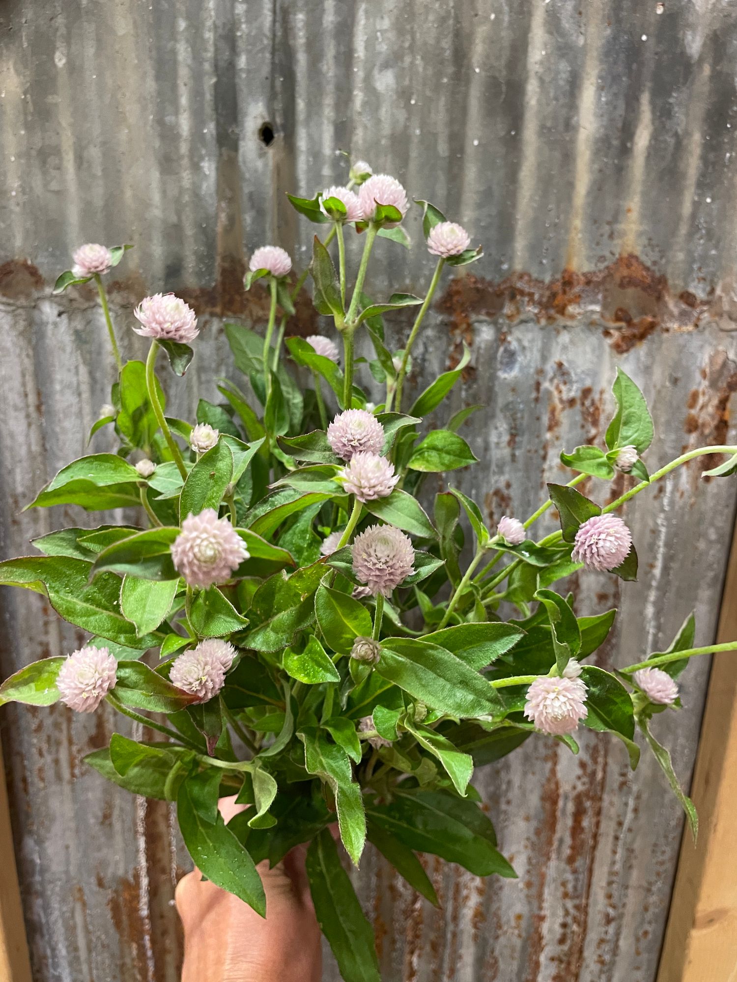 GOMPHRENA globosa QIS