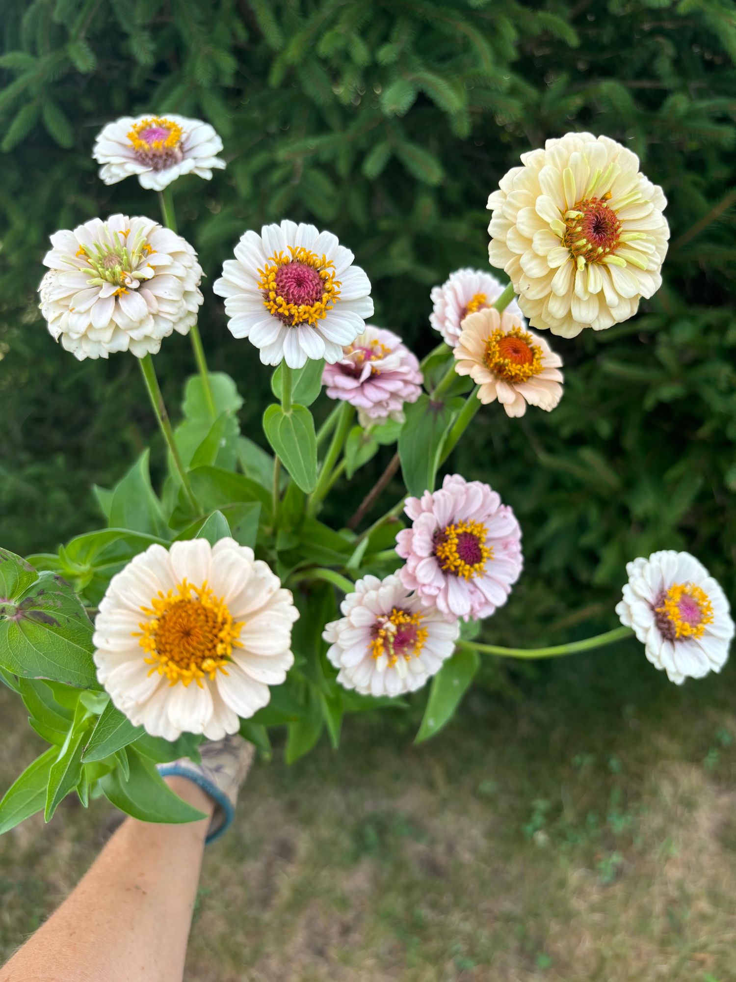 ZINNIA elegans Little Flower Girl