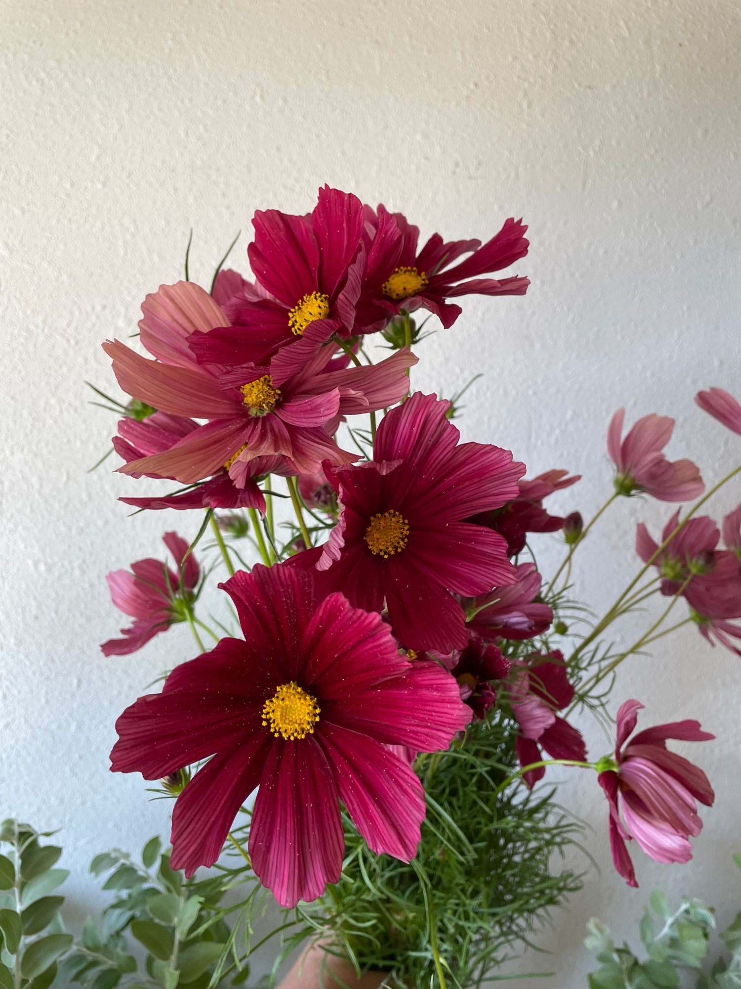 COSMOS bipinnatus Rubenza