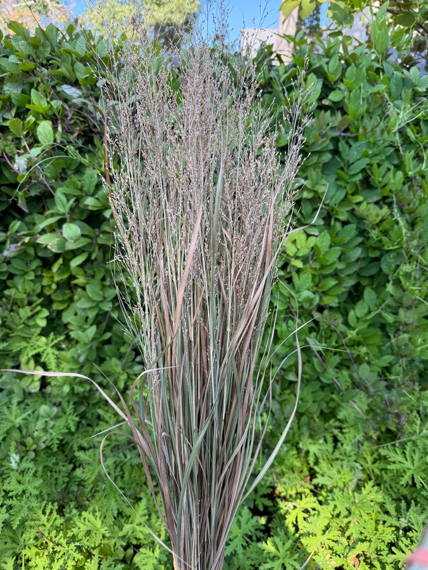 PANICUM virgatum Cloud Nine