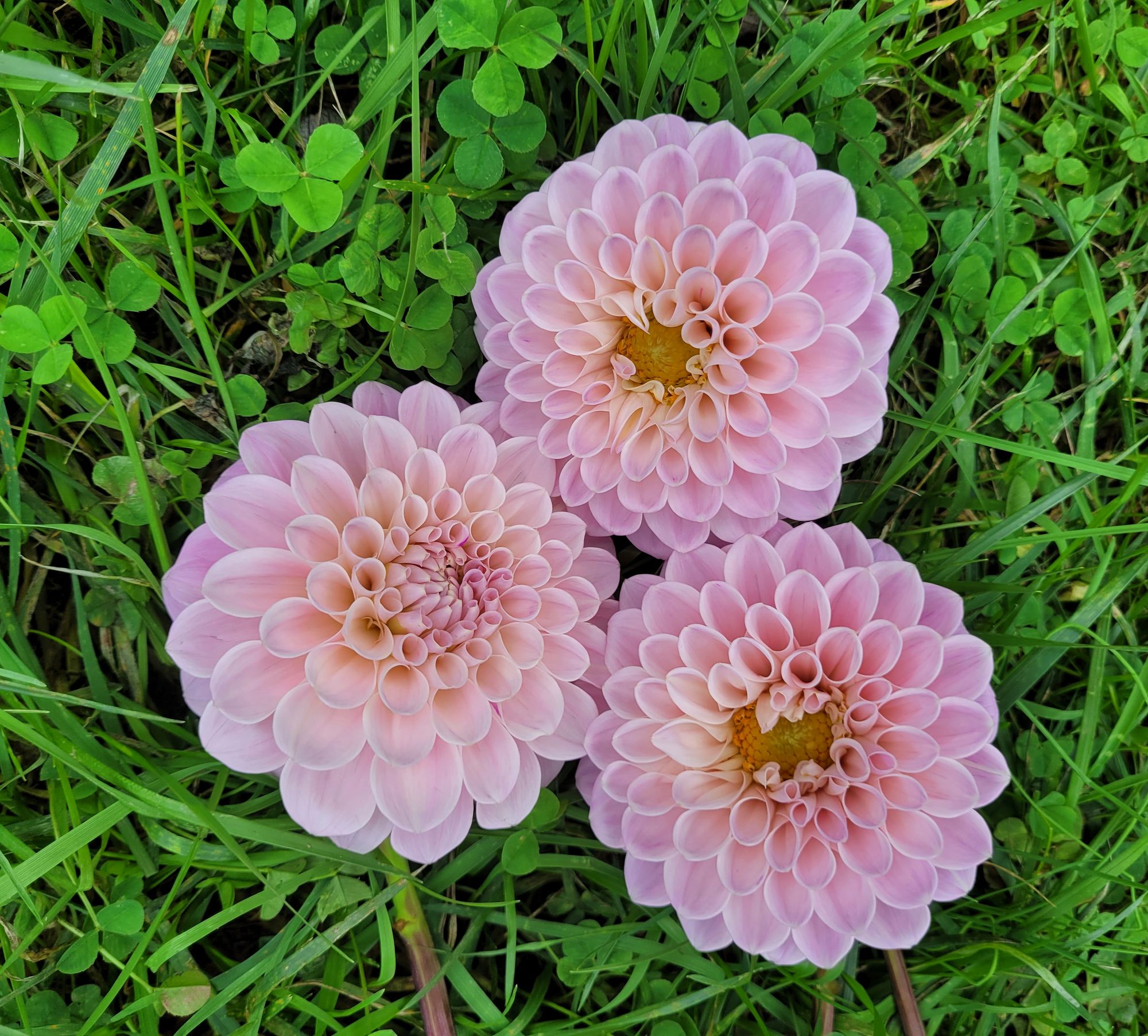 DAHLIA Sweet Nathalie