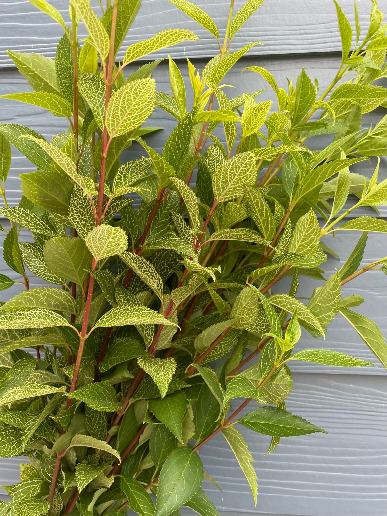 FORSYTHIA