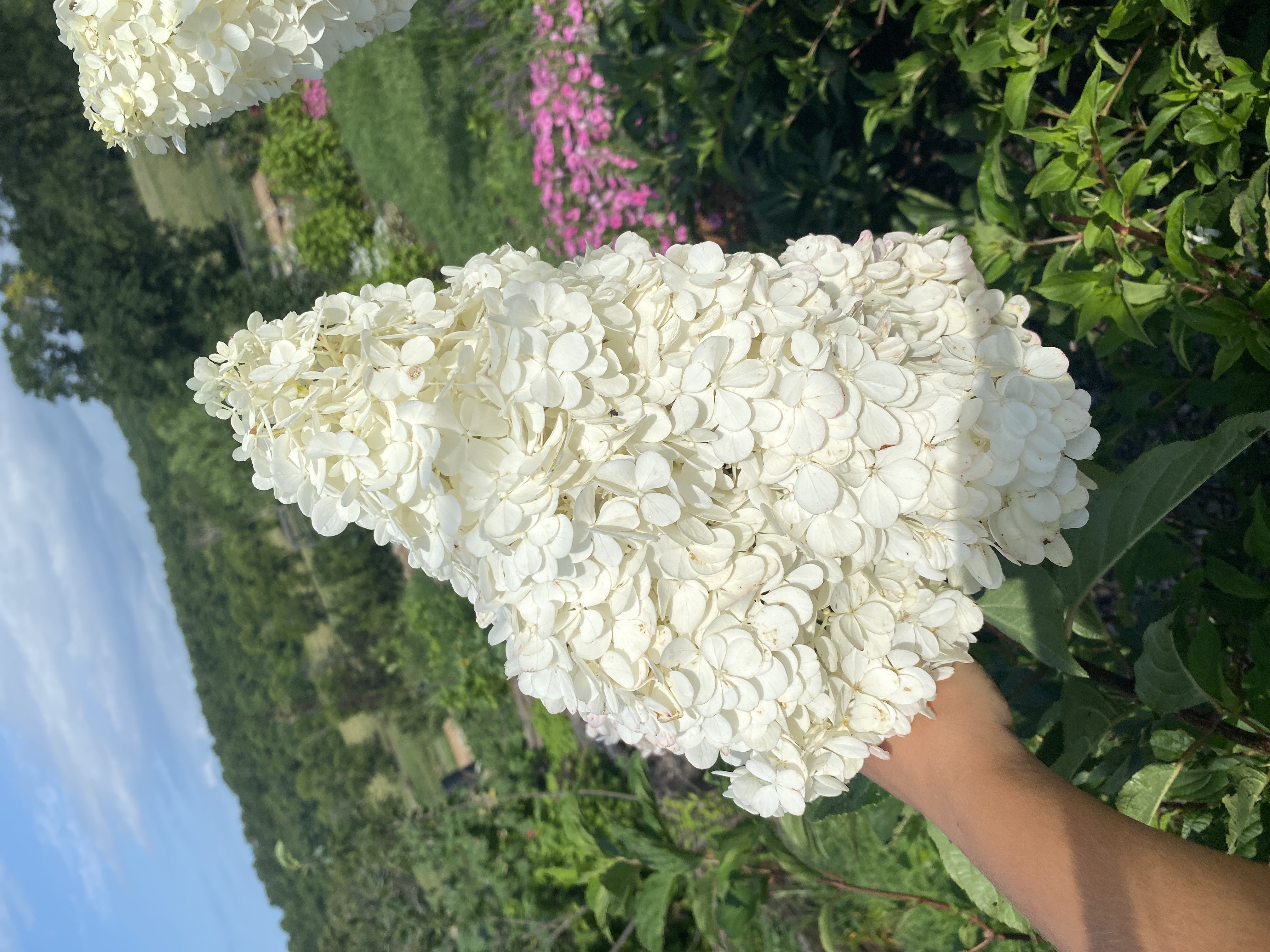 HYDRANGEA paniculata Vanilla Strawberry