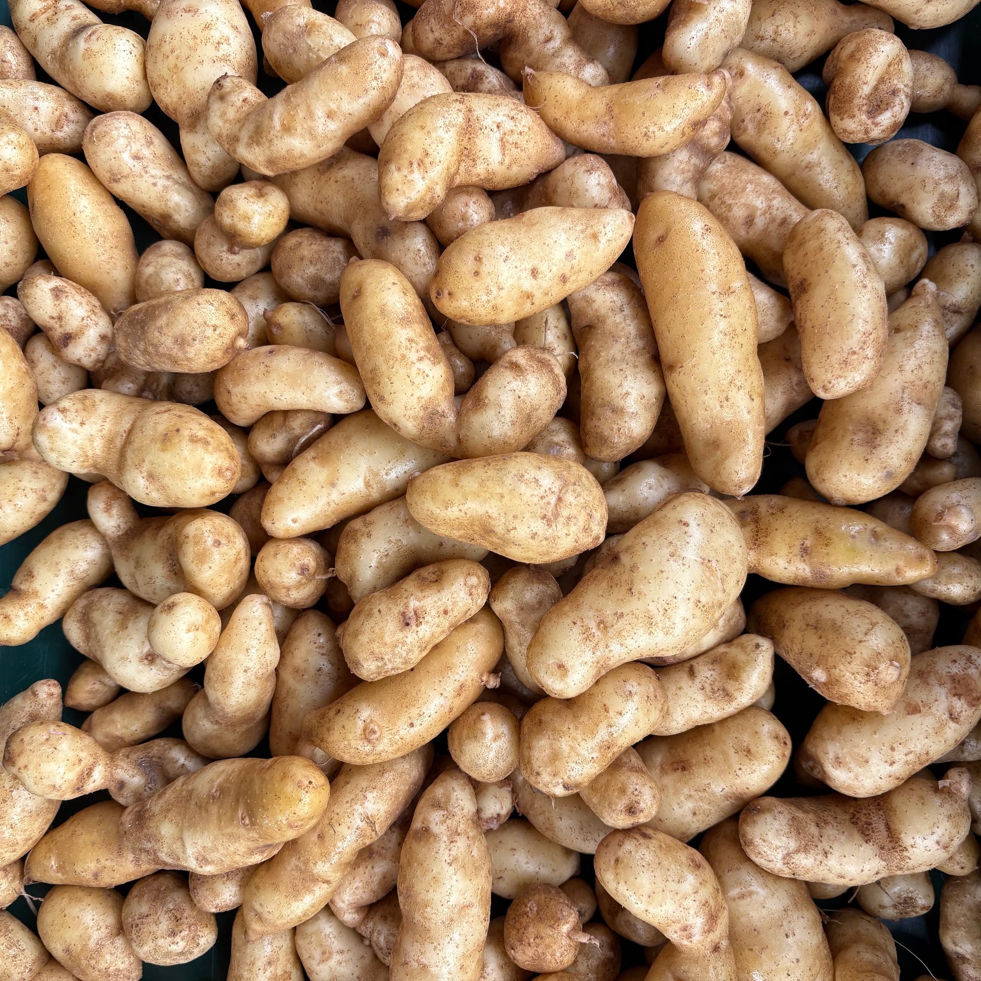 Potatoes, Fingerling, Russian Banana