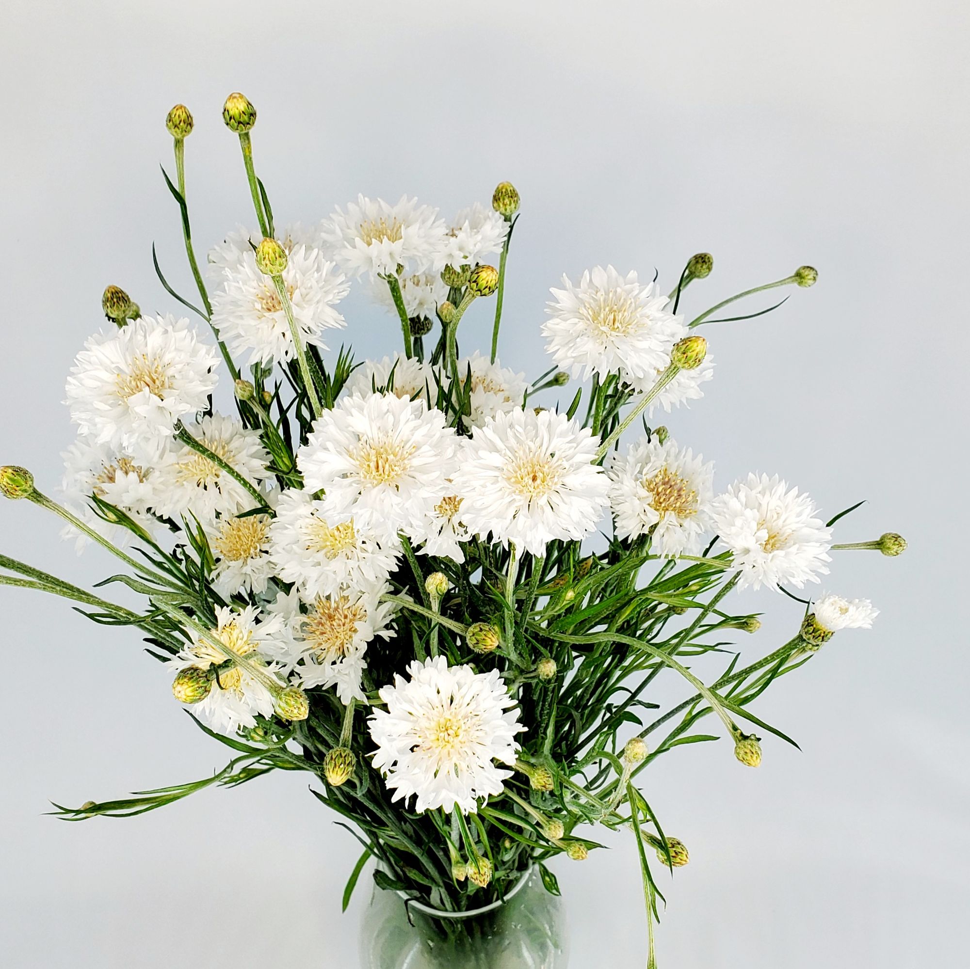 CENTAUREA alpestris
