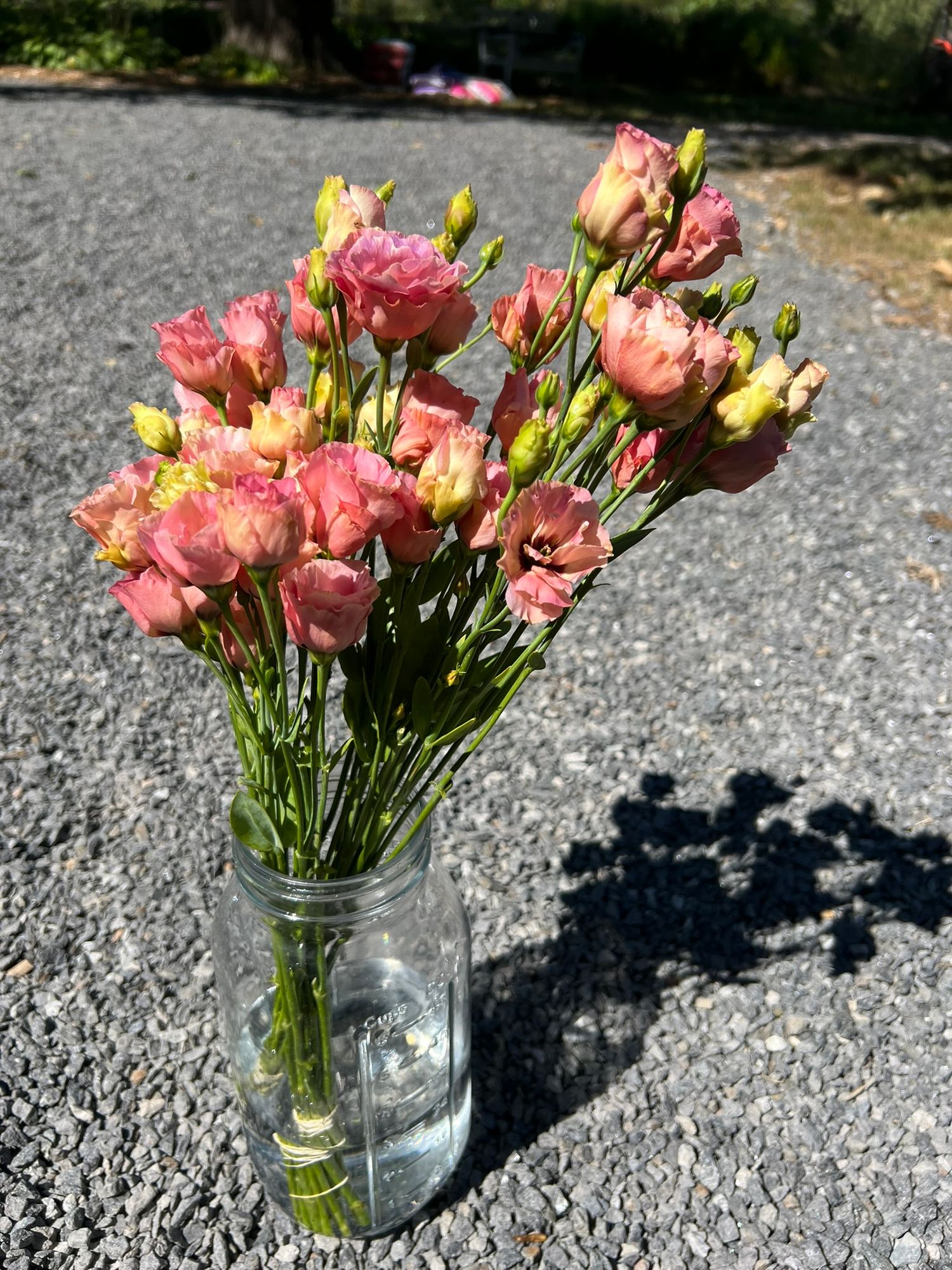 EUSTOMA grandiflorum