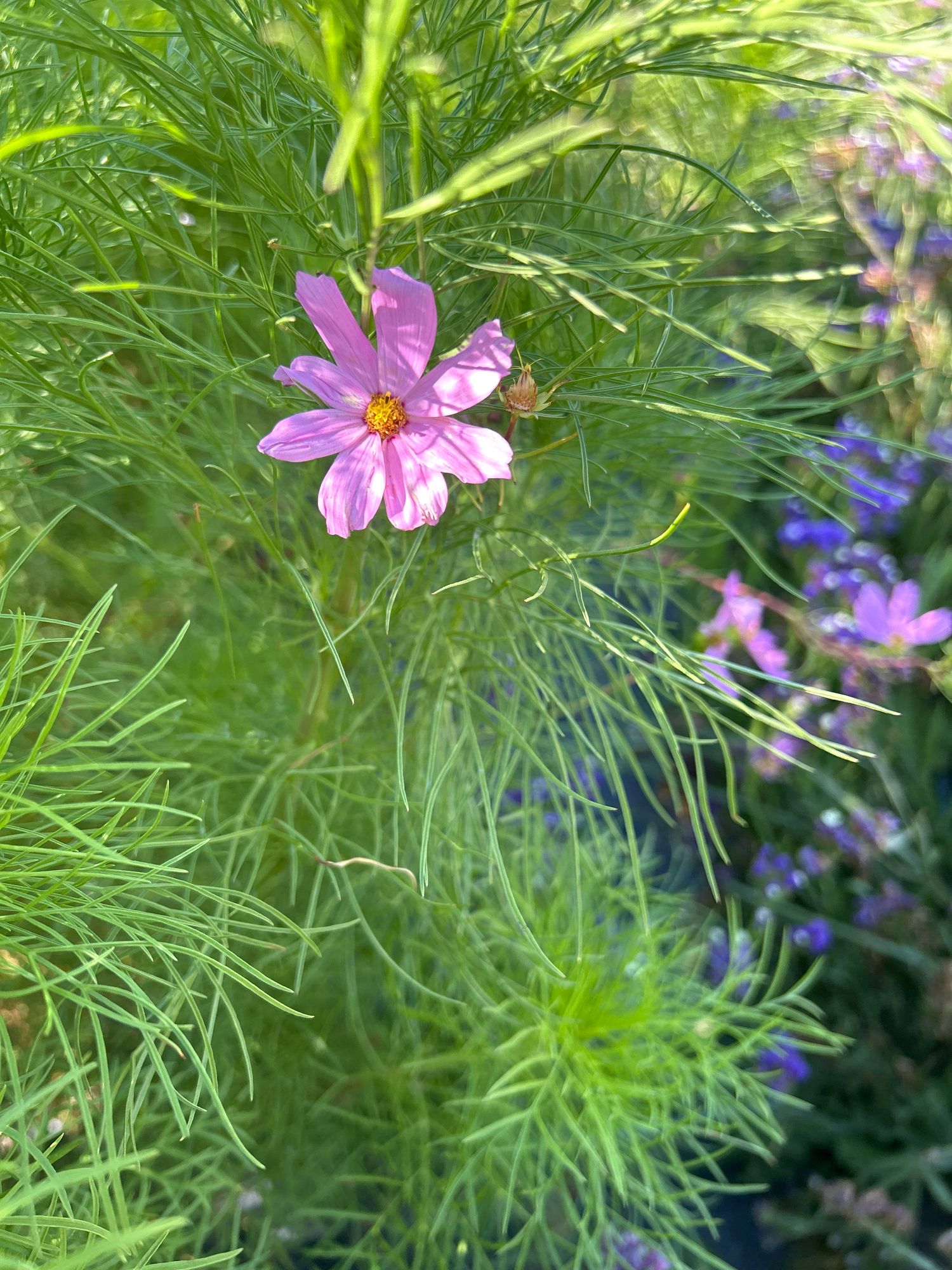 COSMOS bipinnatus Cupcakes