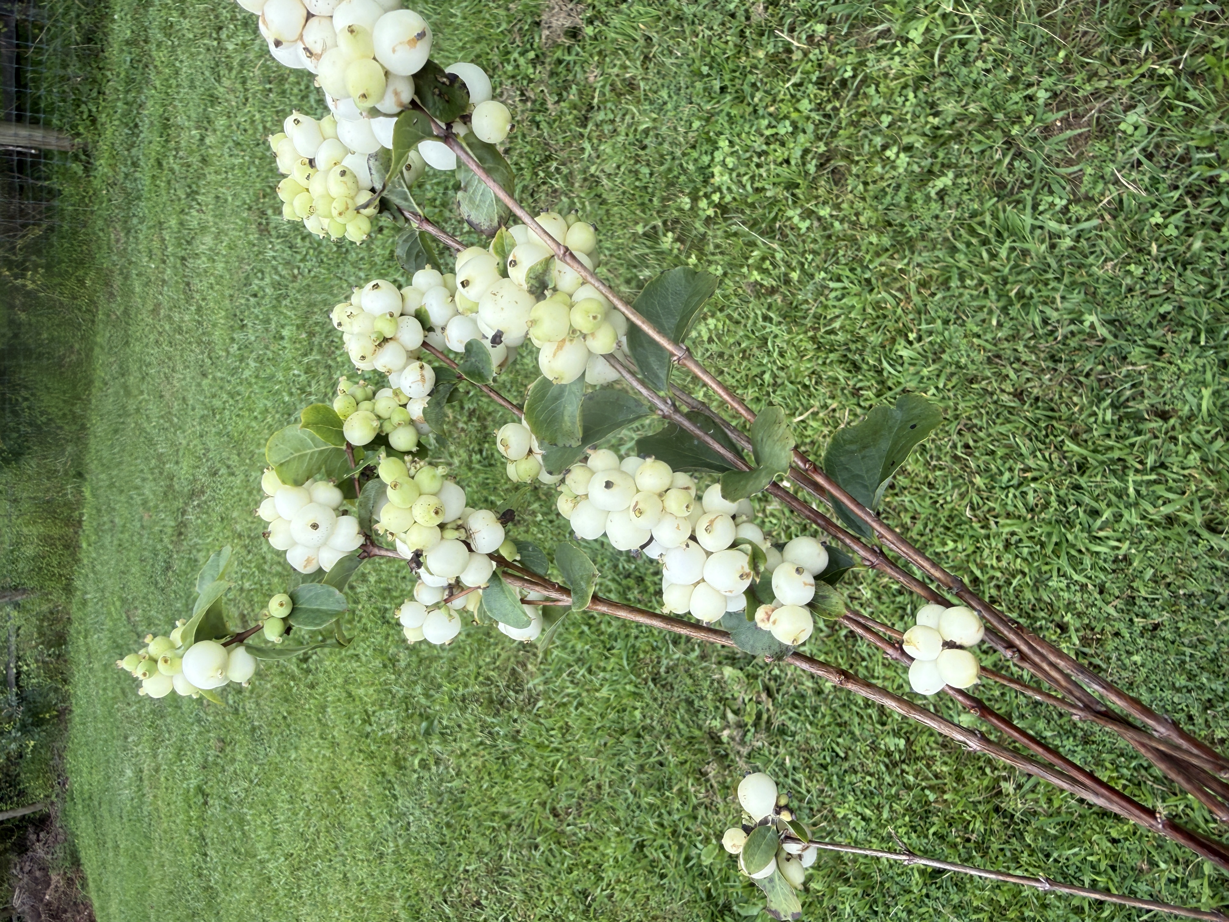 SYMPHORICARPOS x doorenbosii Magical Avalanche