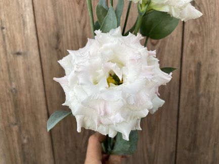 EUSTOMA grandiflorum Voyage First Love