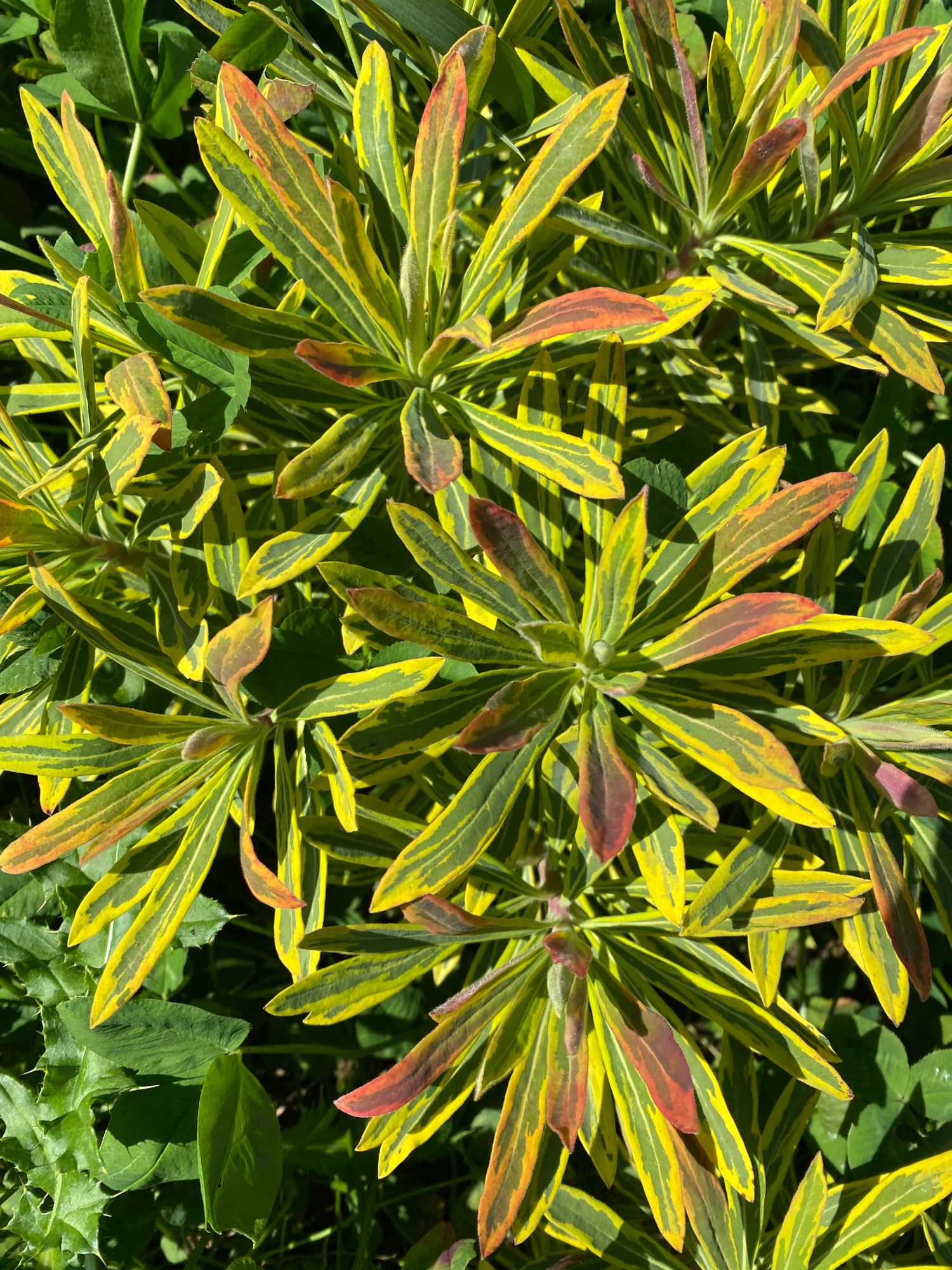 EUPHORBIA martinii Ascot Rainbow