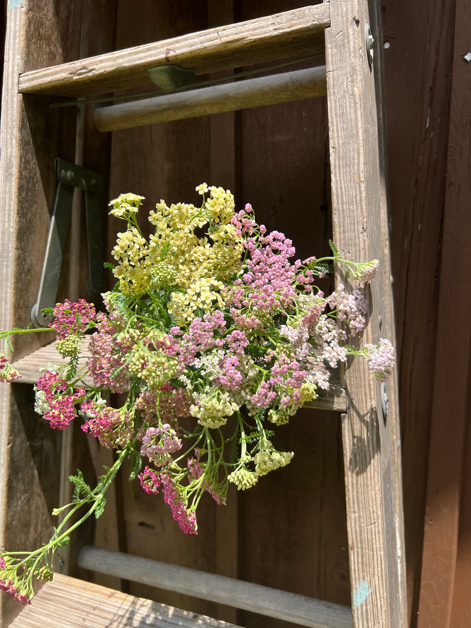 ACHILLEA millefolium Favorite Berries