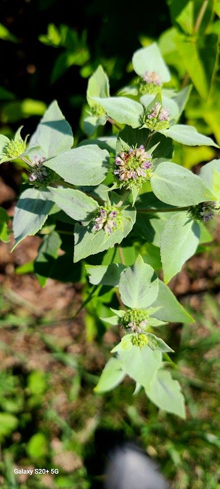 PYCNANTHEMUM muticum