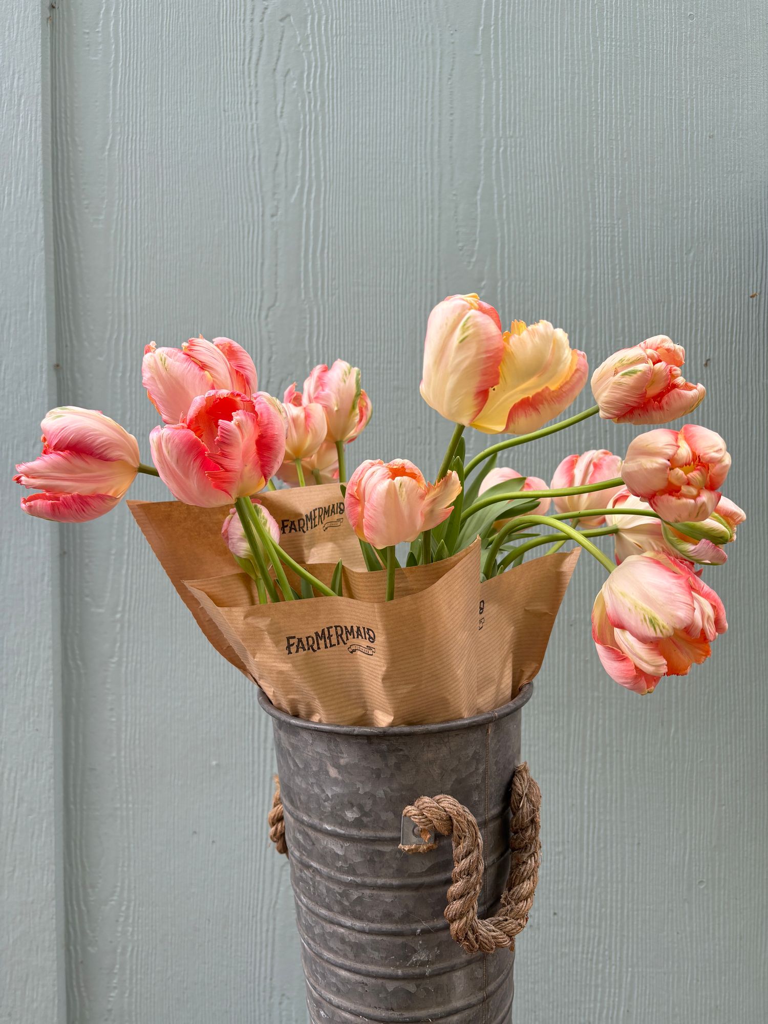 TULIPA