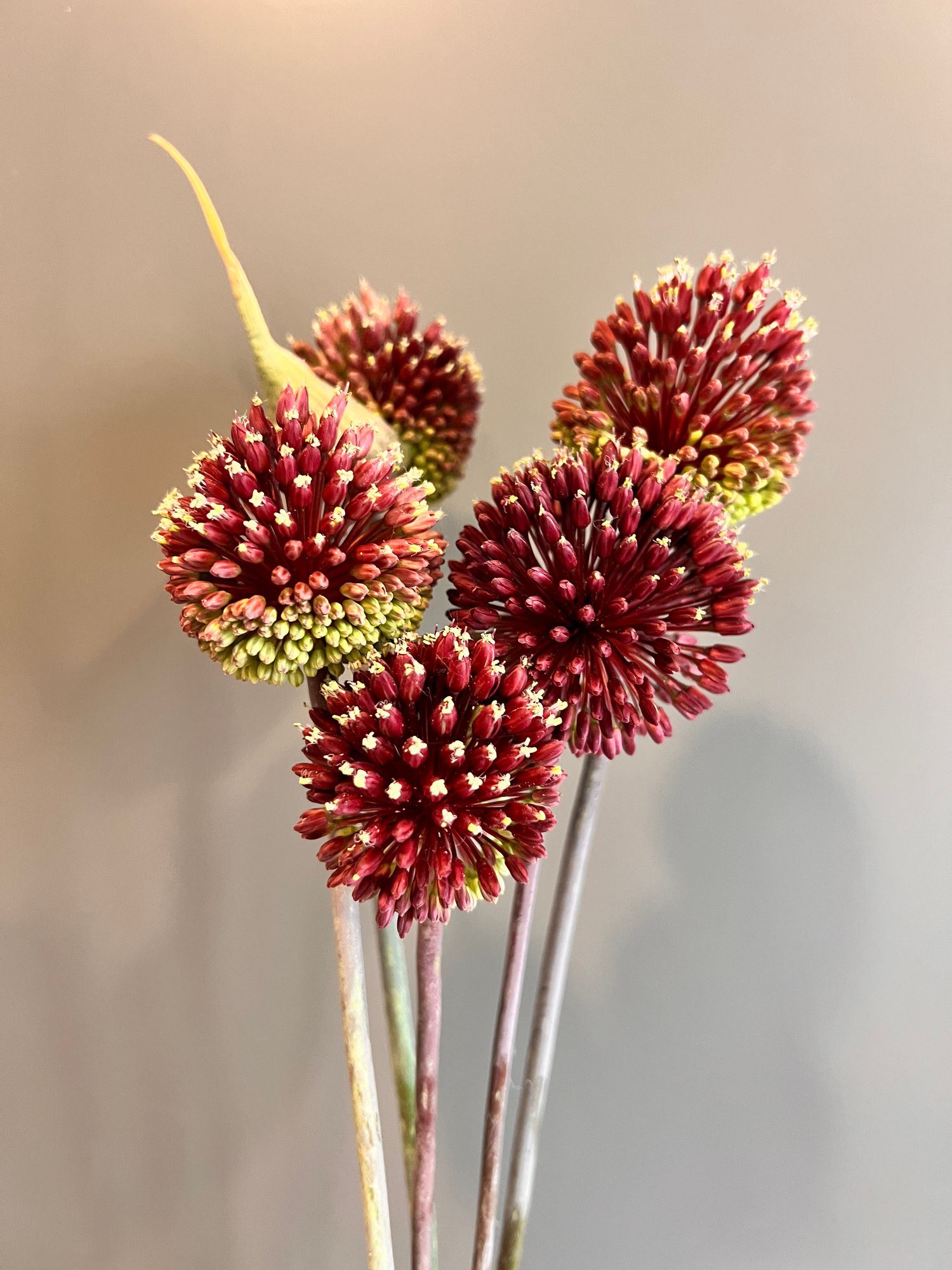 ALLIUM sphaerocephalon