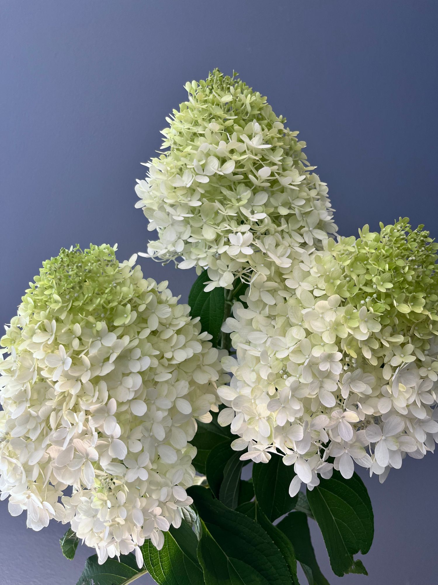 HYDRANGEA paniculata