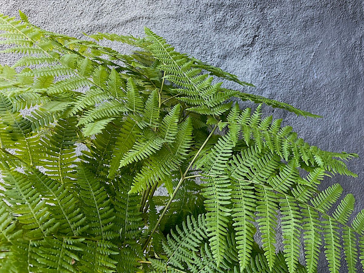 PTERIDIUM aquilinum