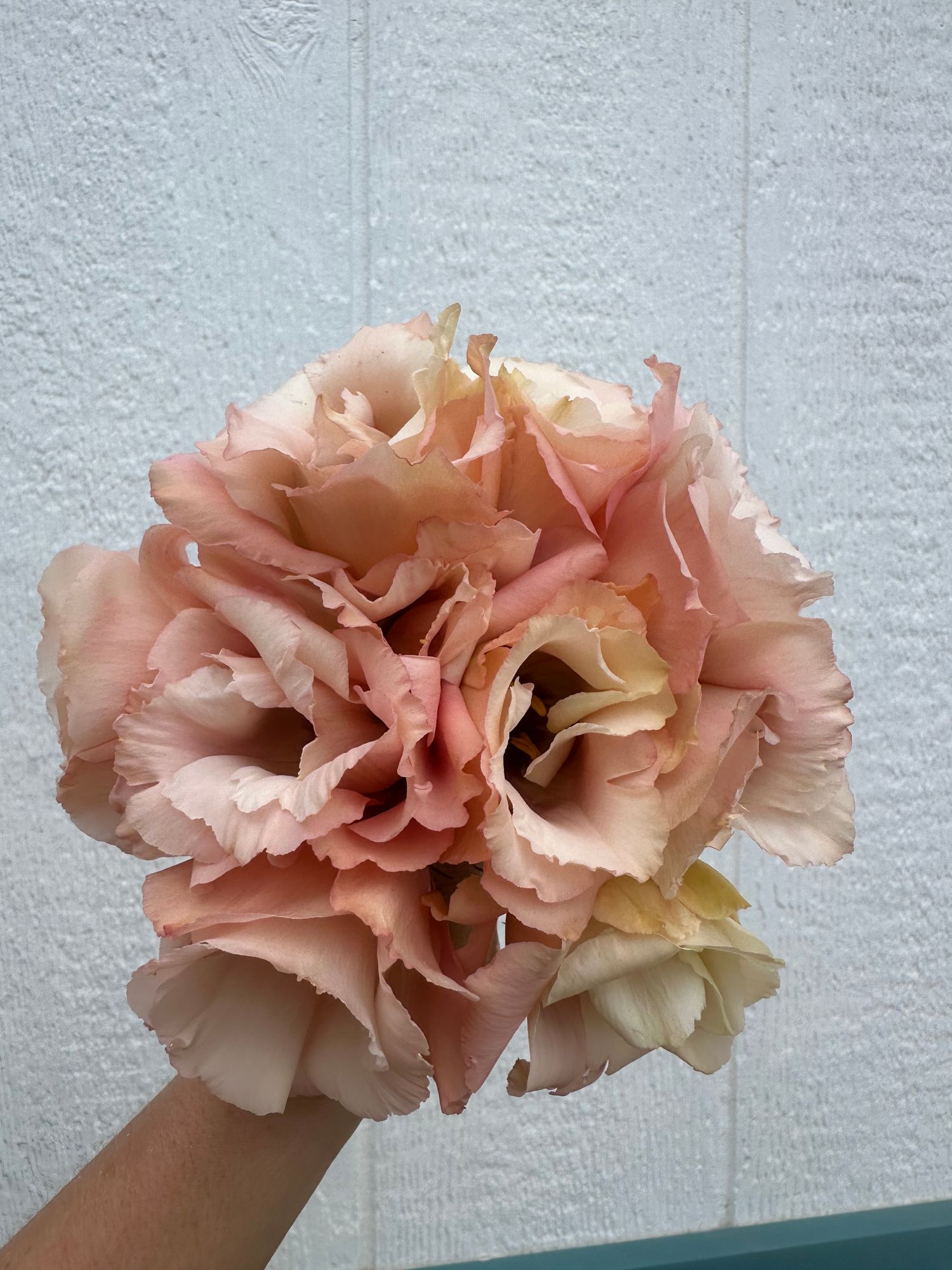 EUSTOMA grandiflorum Super Magic Apricot