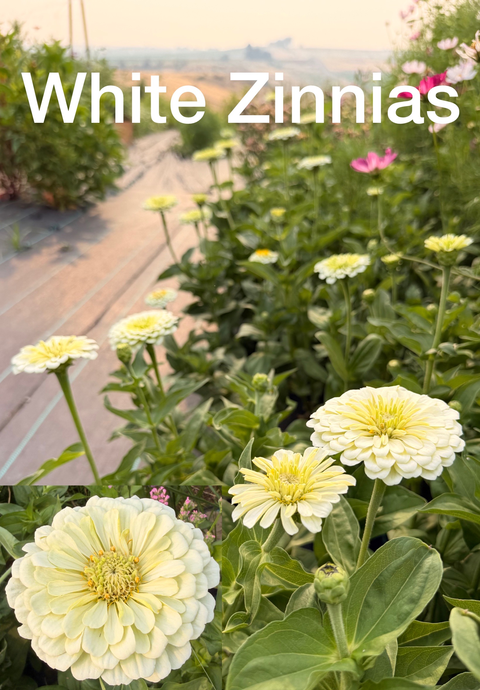 ZINNIA elegans Oklahoma White