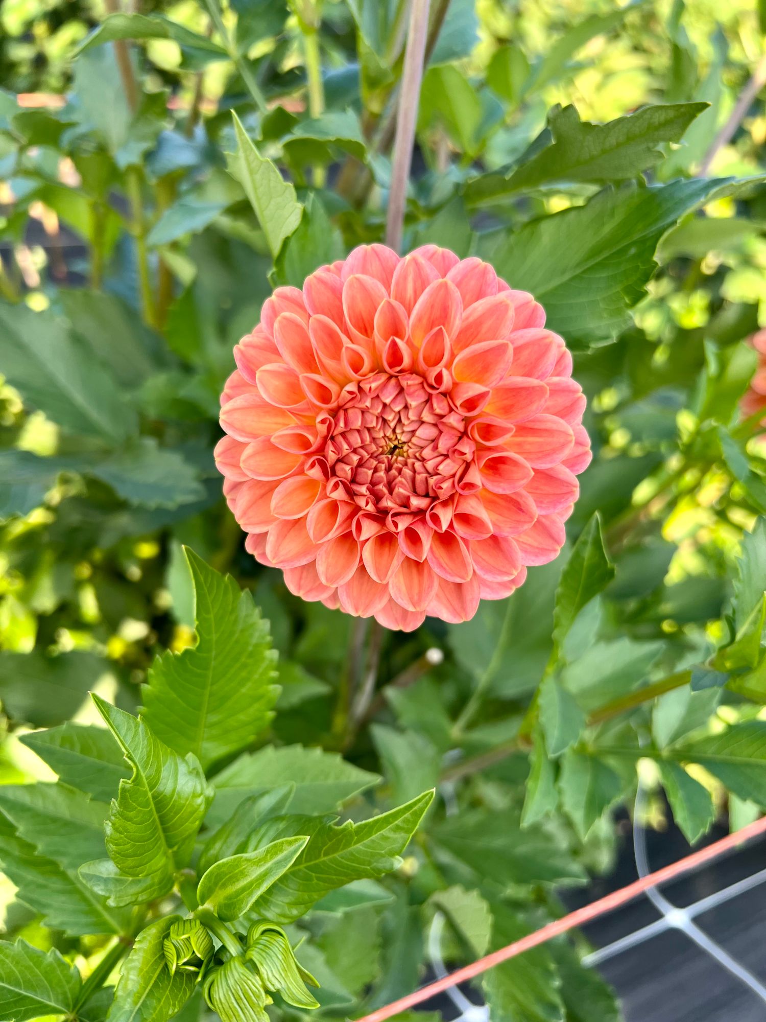 DAHLIA Decorative