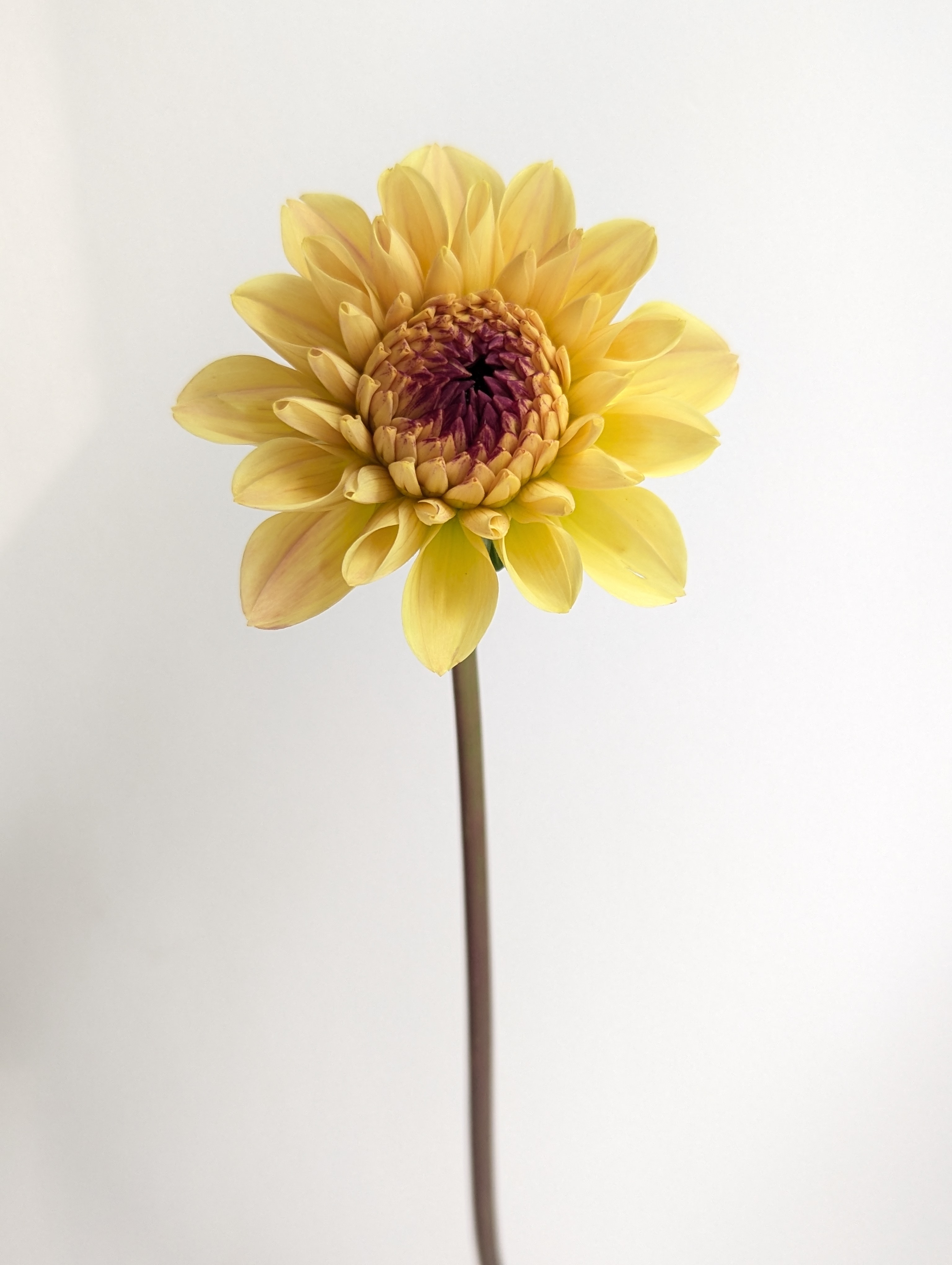 DAHLIA Wine Eyed Jill