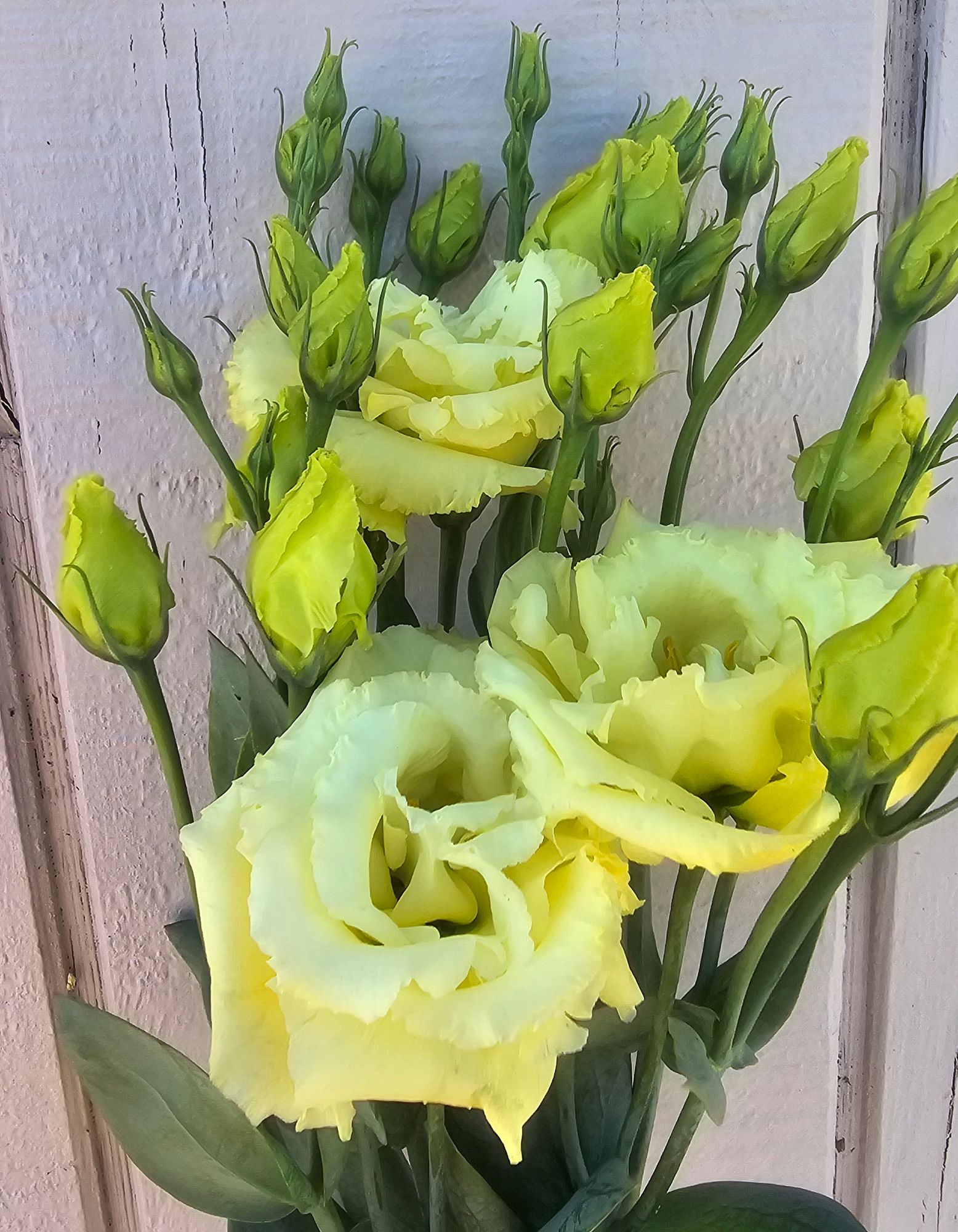 EUSTOMA grandiflorum