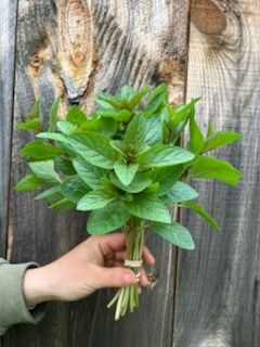 MENTHA piperita x citrata Chocolate