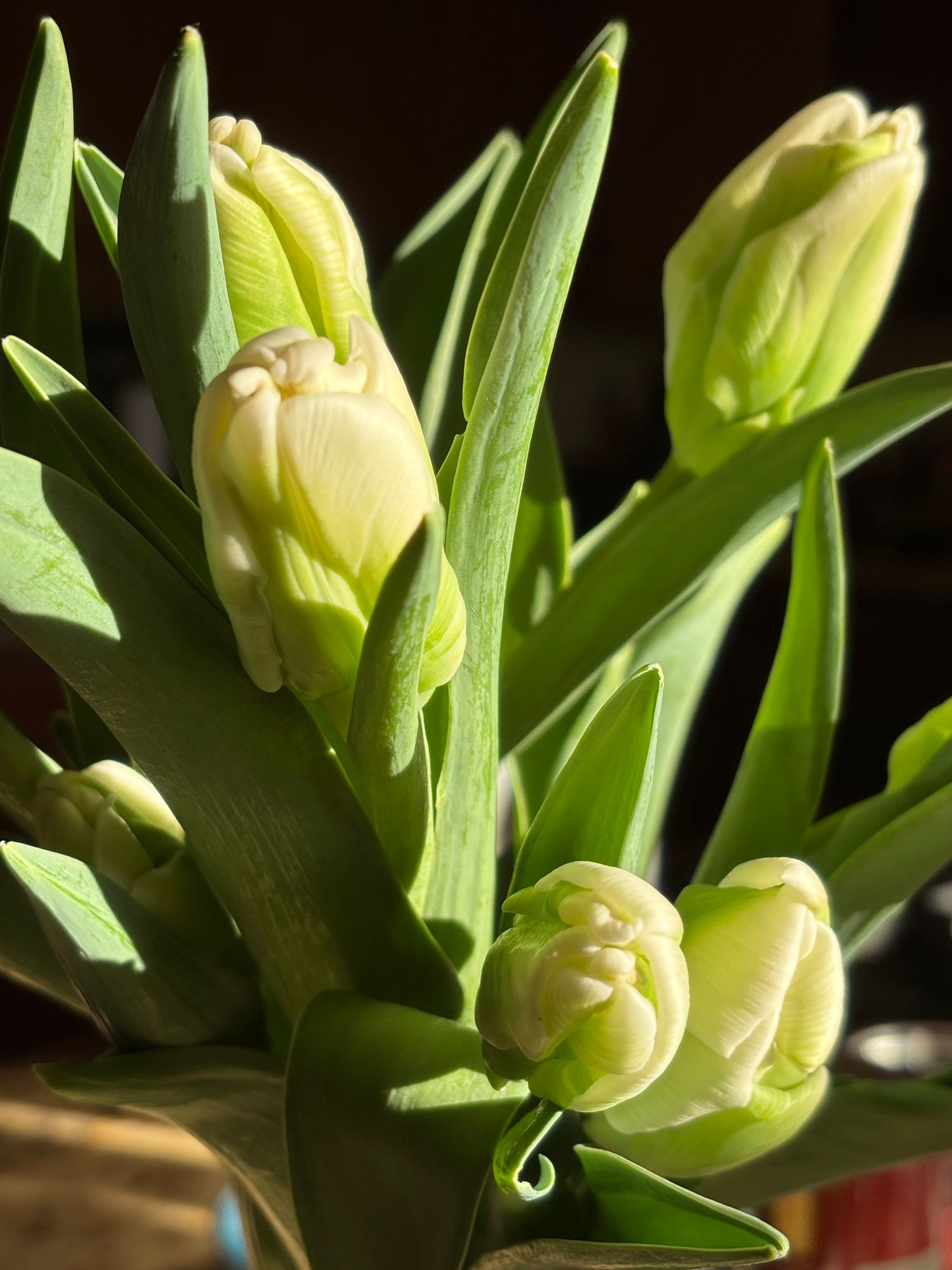 TULIPA Super Parrot