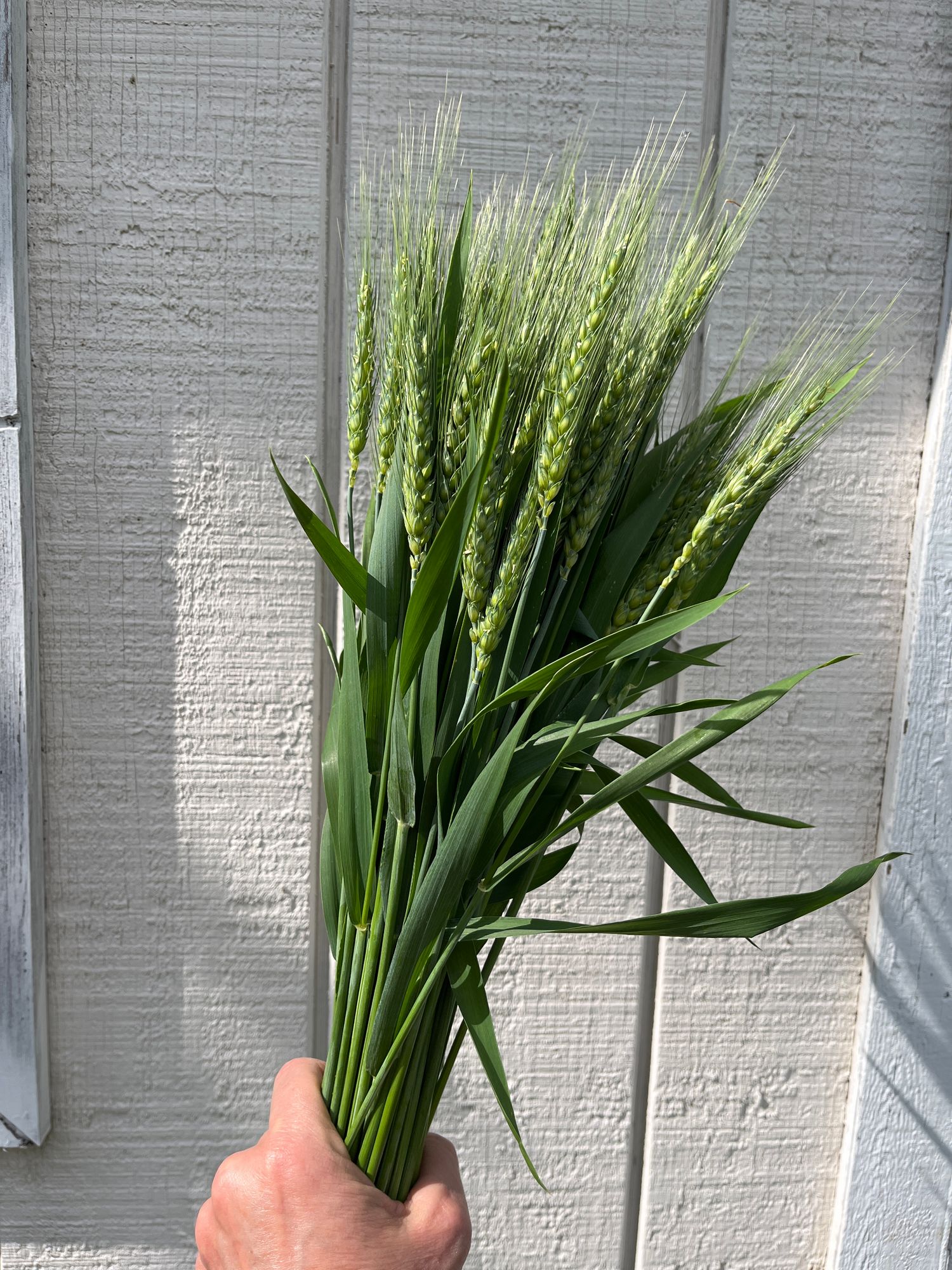 TRITICUM aestivum