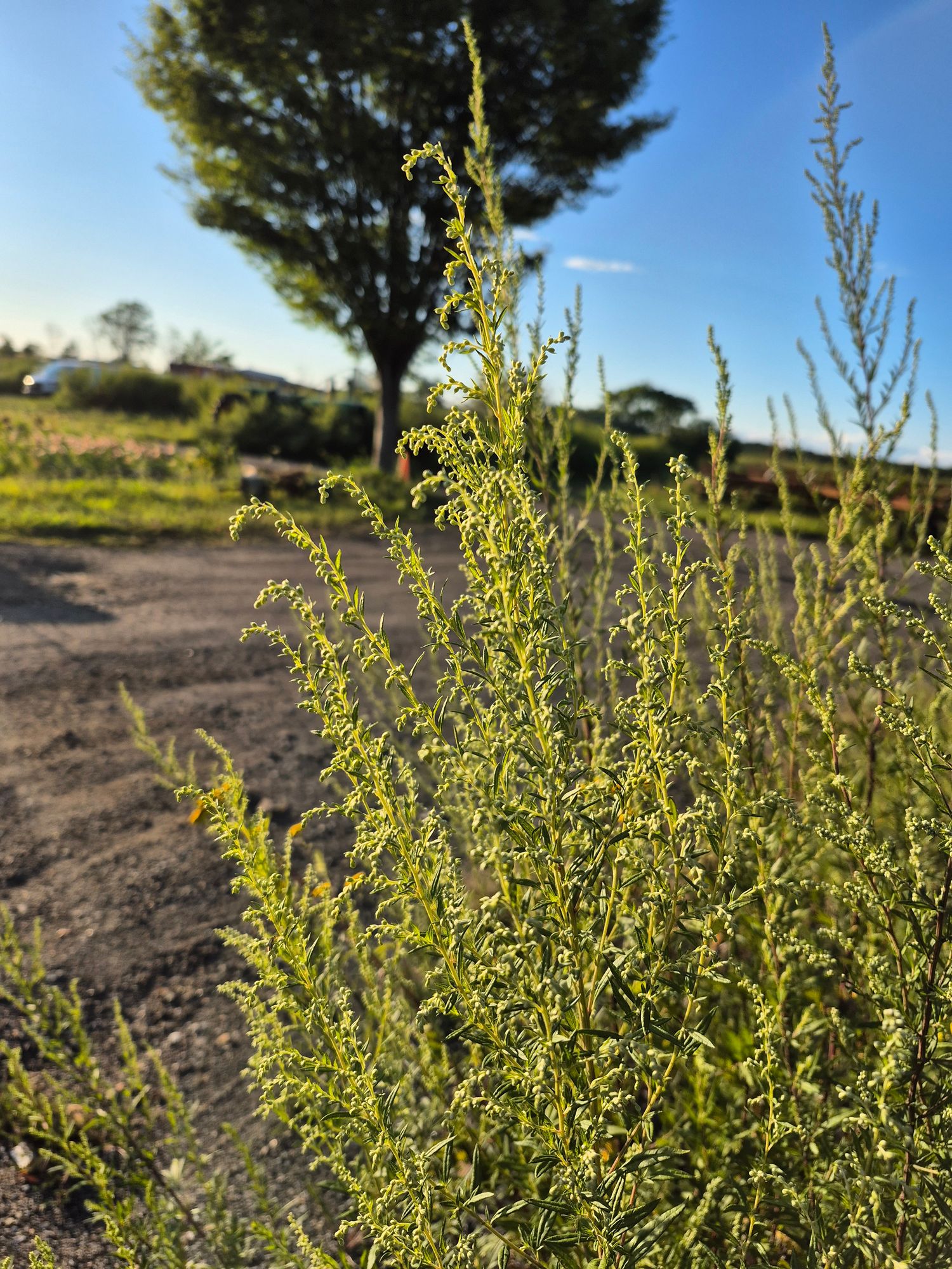 ARTEMISIA absinthium