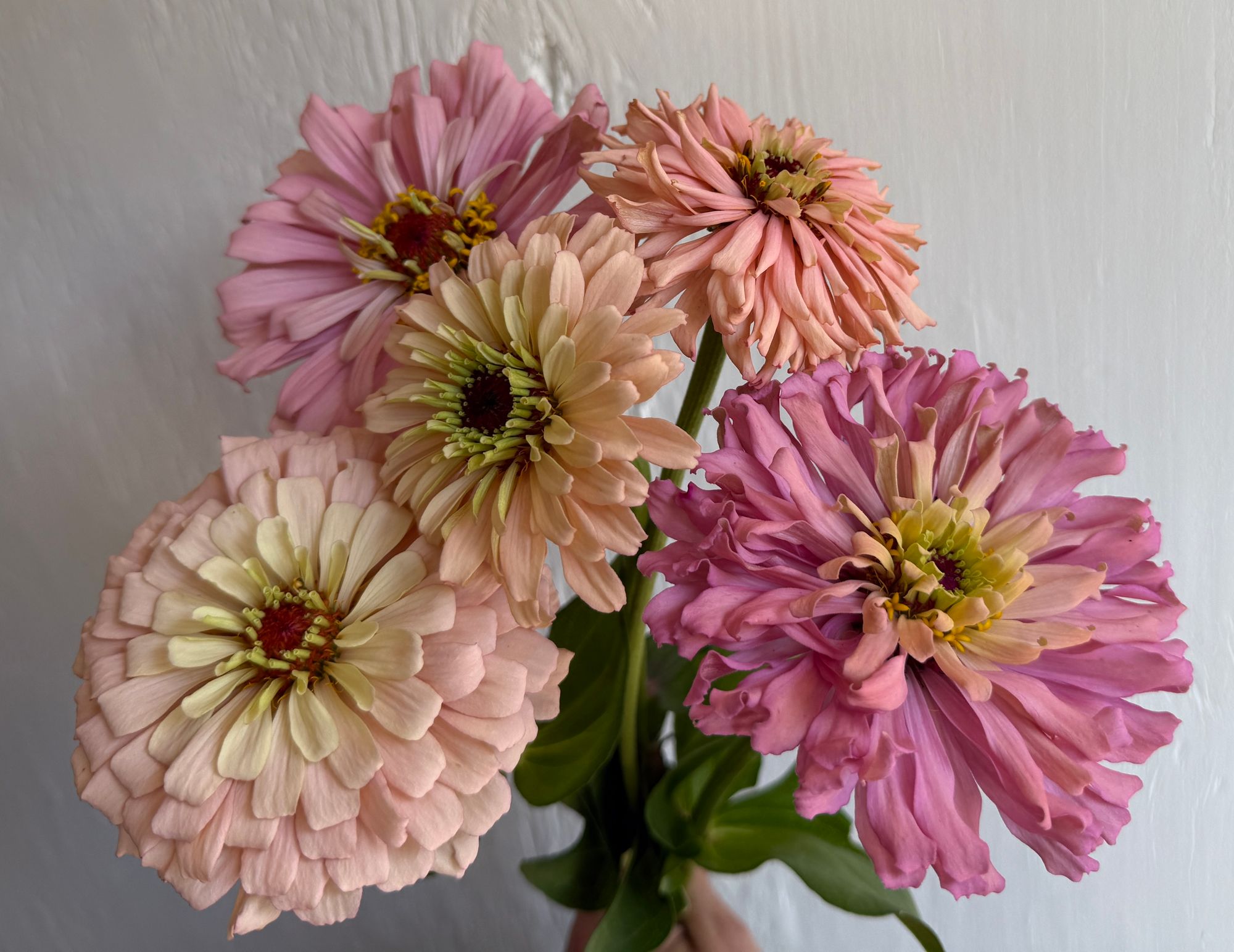 ZINNIA elegans Ballerina