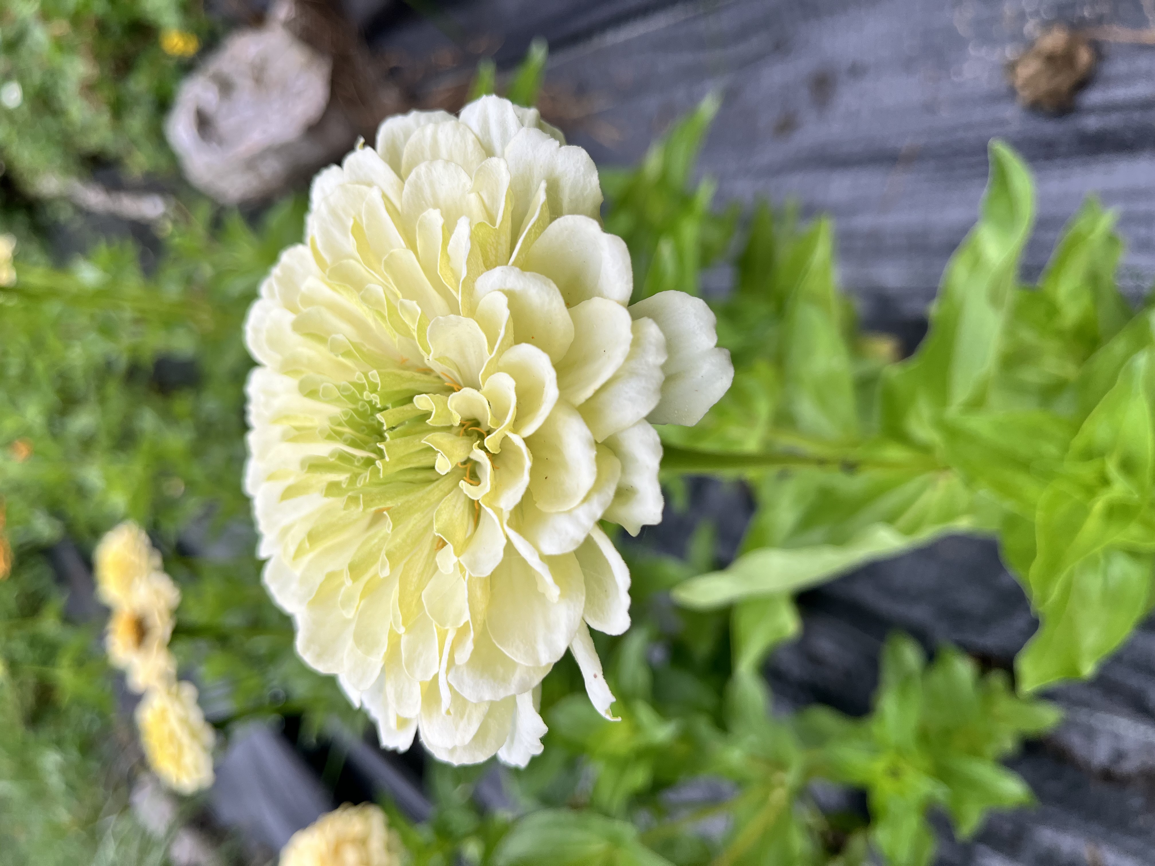 ZINNIA elegans Benary's Giant White