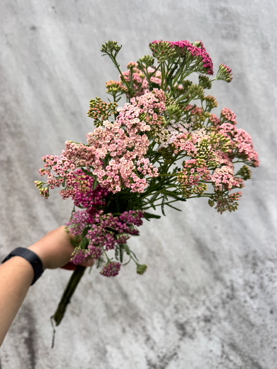 ACHILLEA millefolium Summer Berries