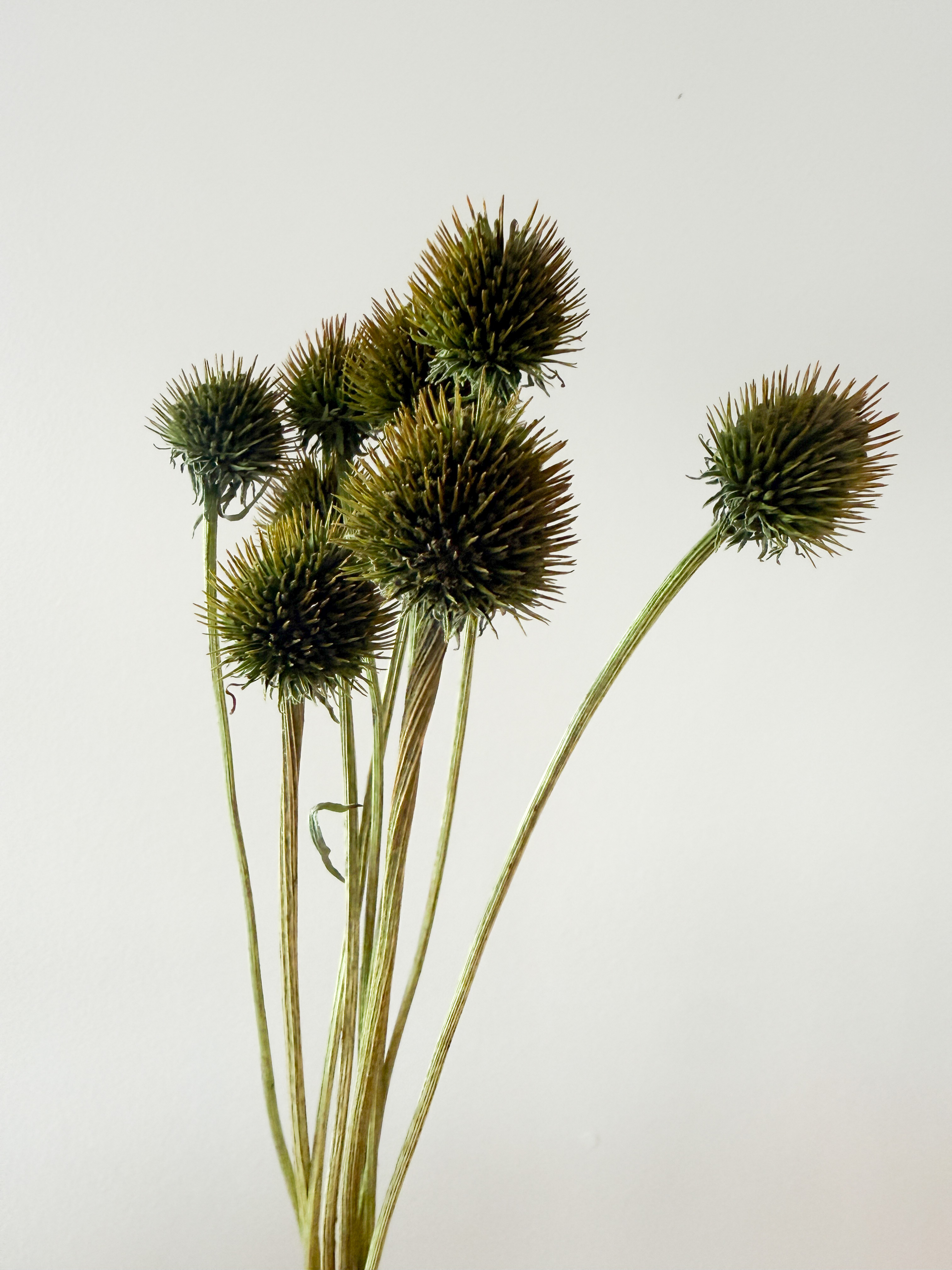 ECHINACEA purpurea White Swan