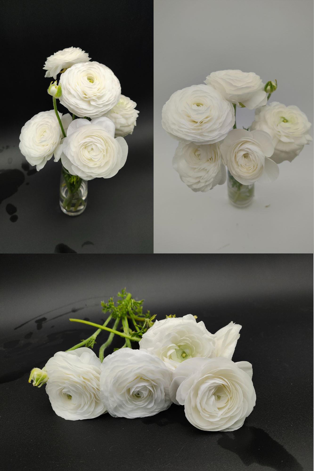 RANUNCULUS Elegance Bianco