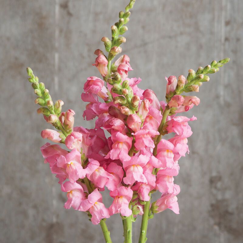 ANTIRRHINUM majus Rocket