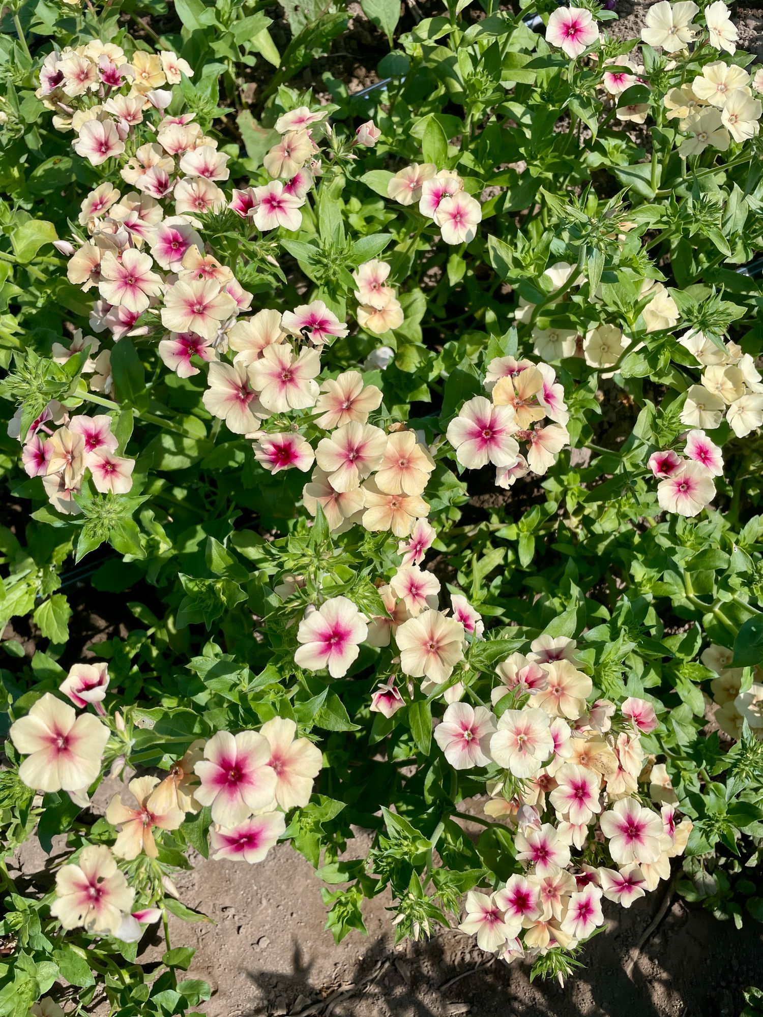 PHLOX drummondii Cherry Caramel