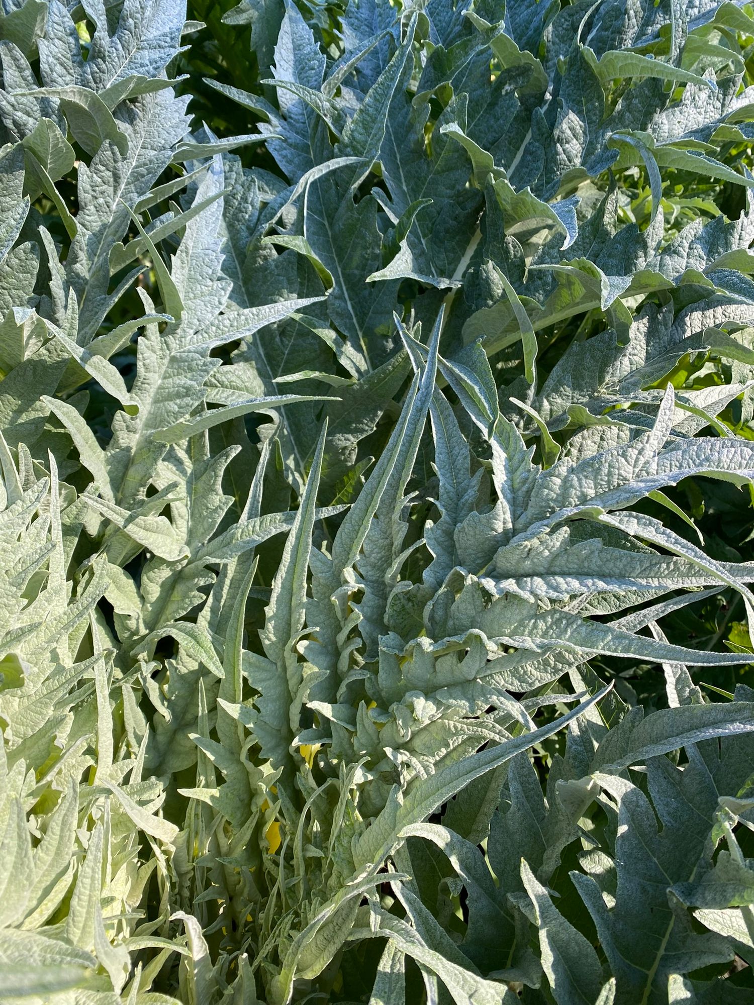 CYNARA cardunculus var. scolymus