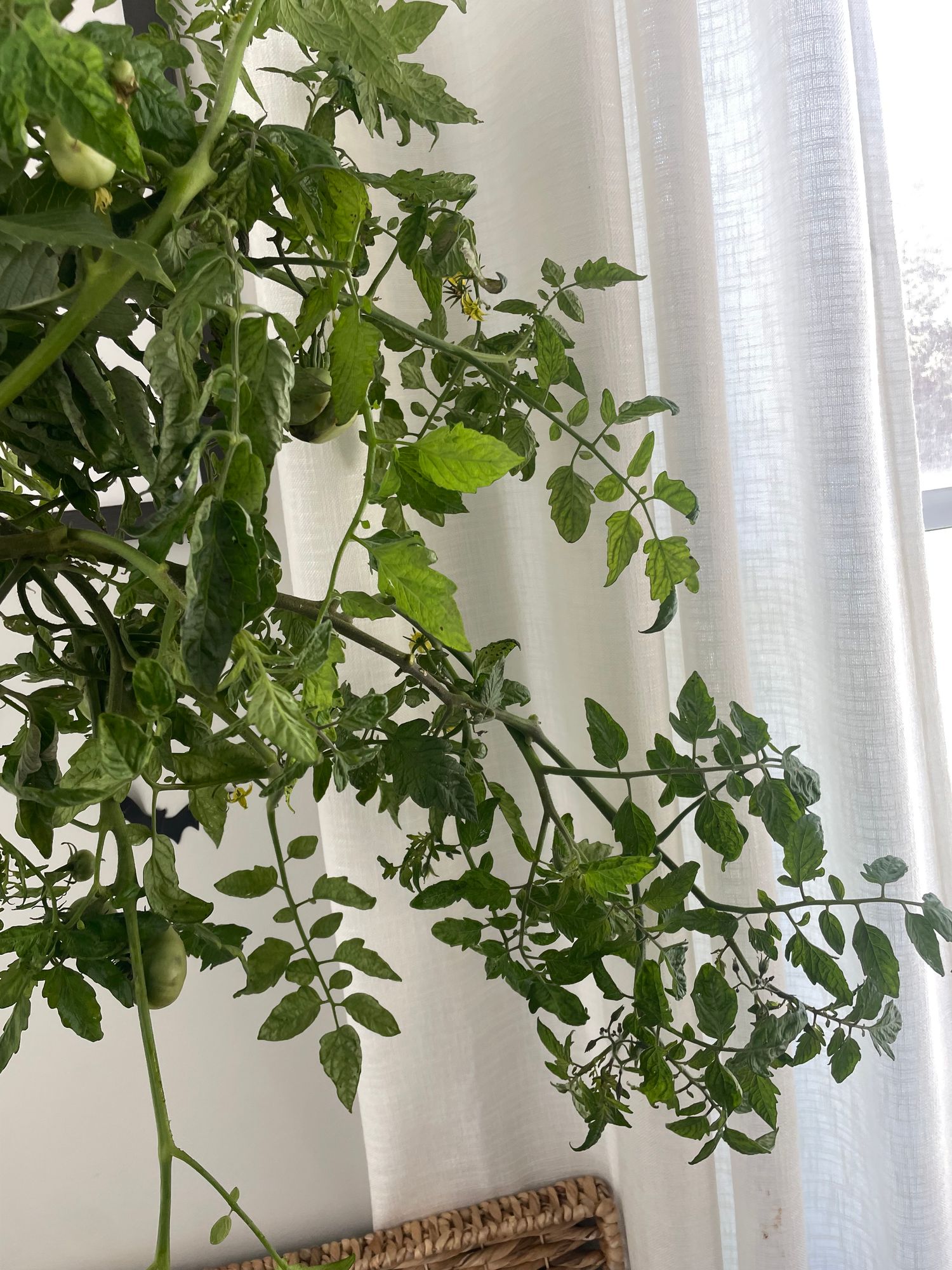 SOLANUM lycopersicum