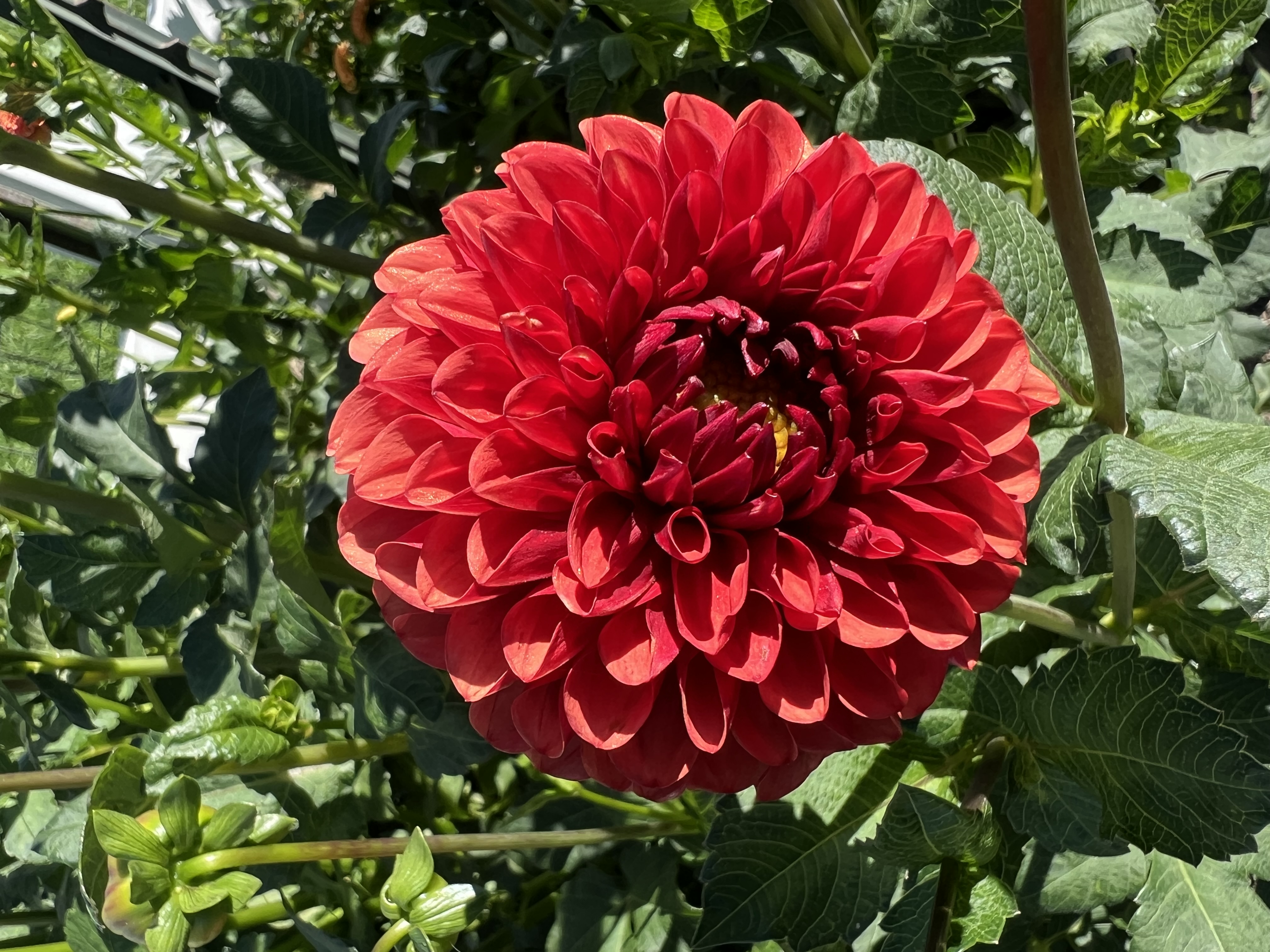 DAHLIA Brown Sugar