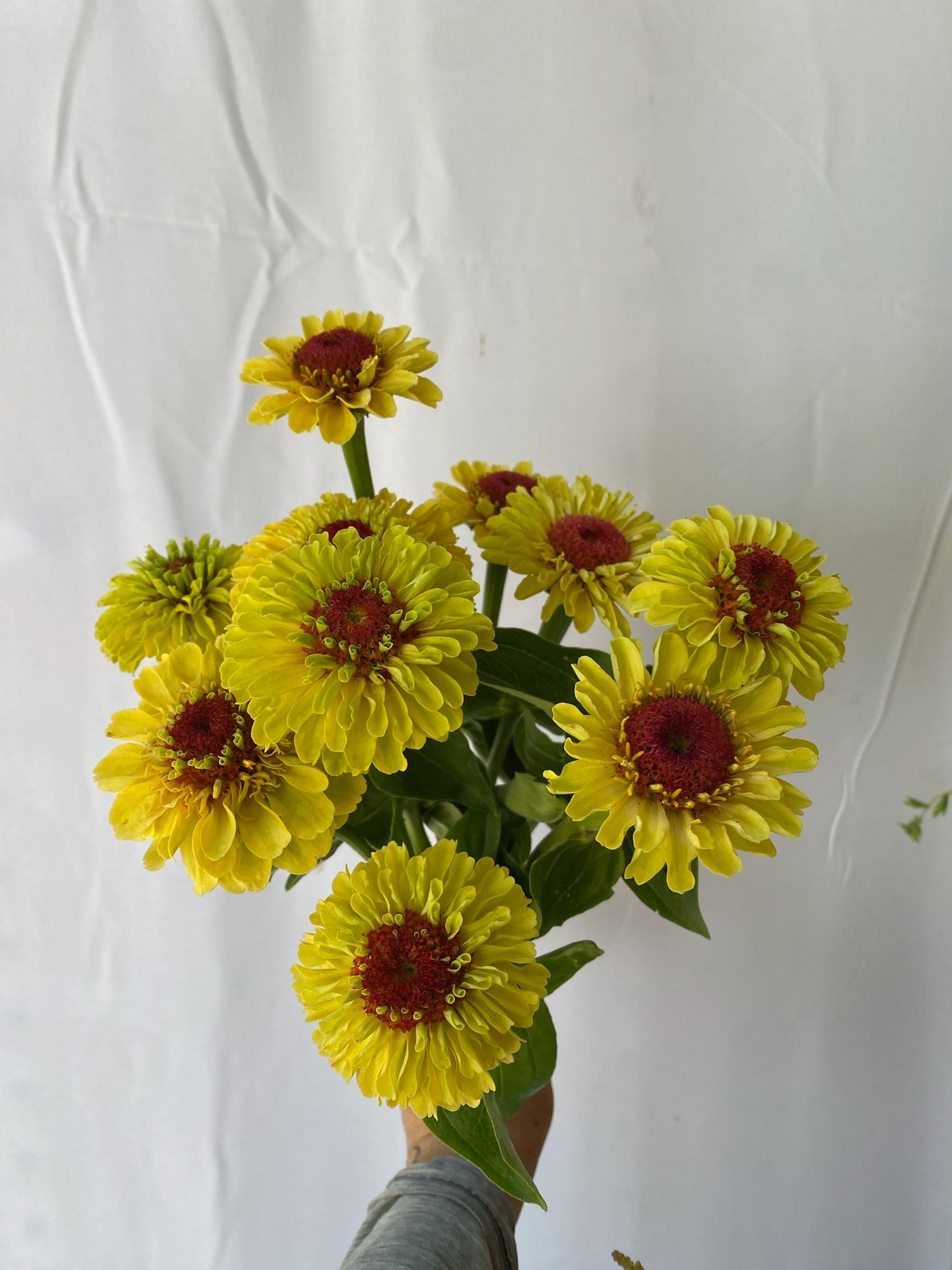 ZINNIA elegans Queeny Lemon Peach