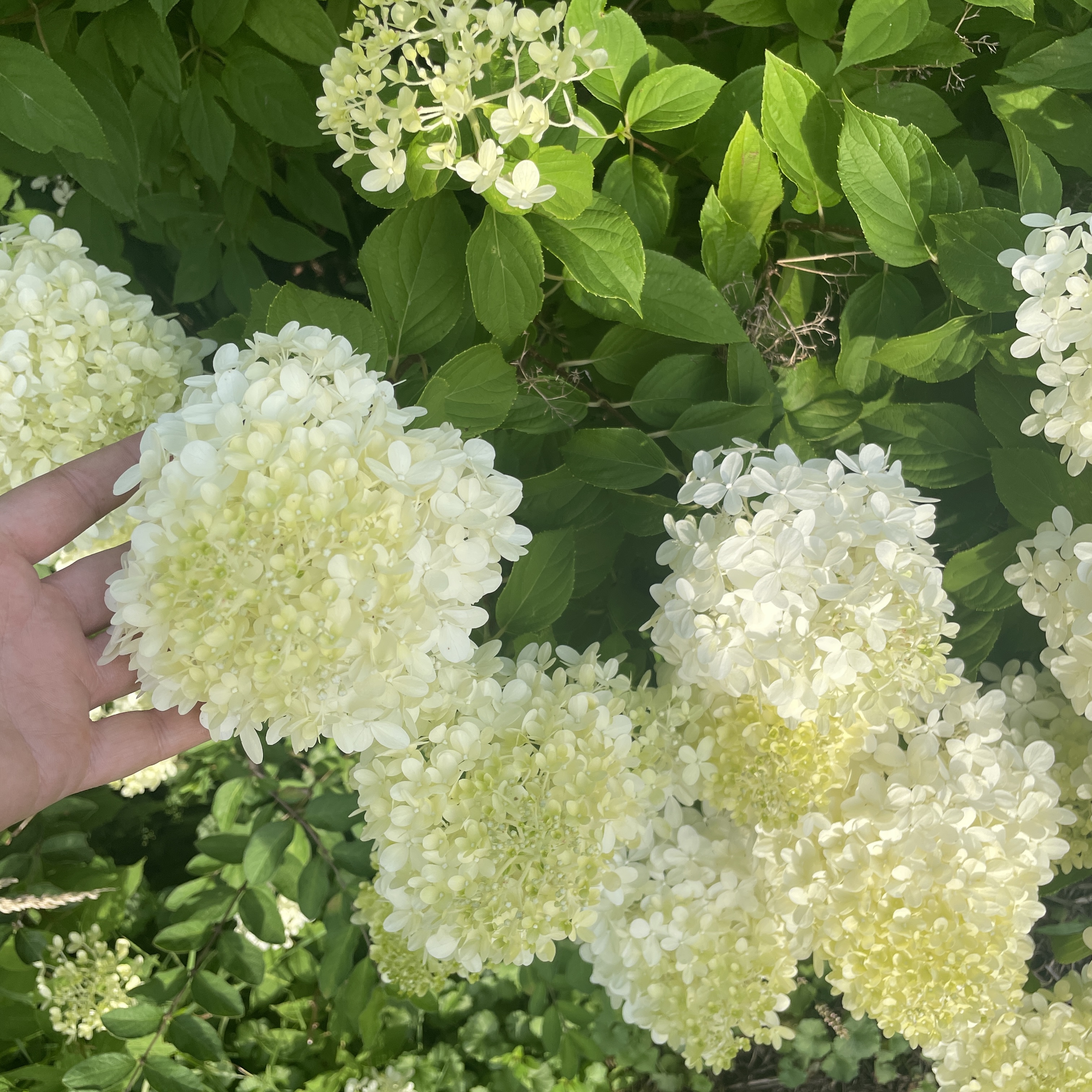 HYDRANGEA paniculata Limelight Prime