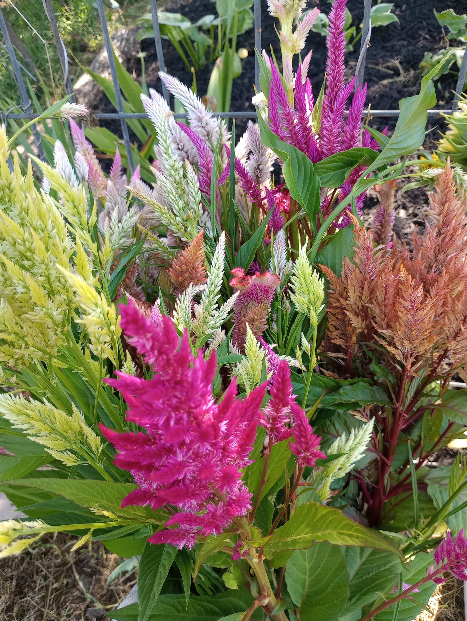 CELOSIA argentea