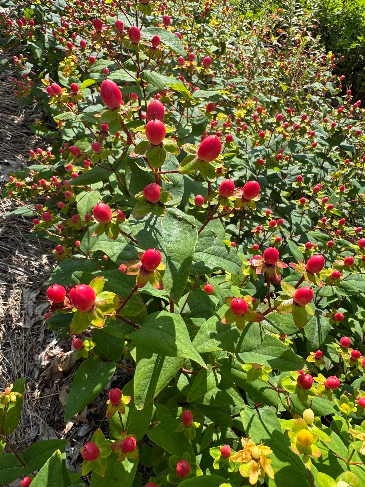 HYPERICUM x Globo Coral